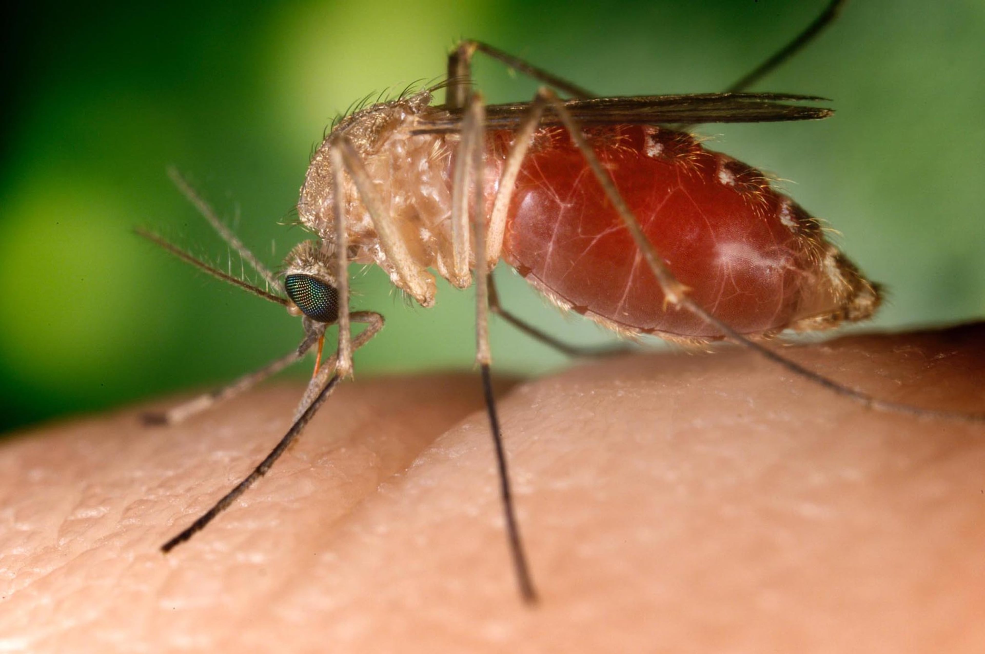 Mosquitoes in DeKalb, Fulton counties test positive for West Nile virus