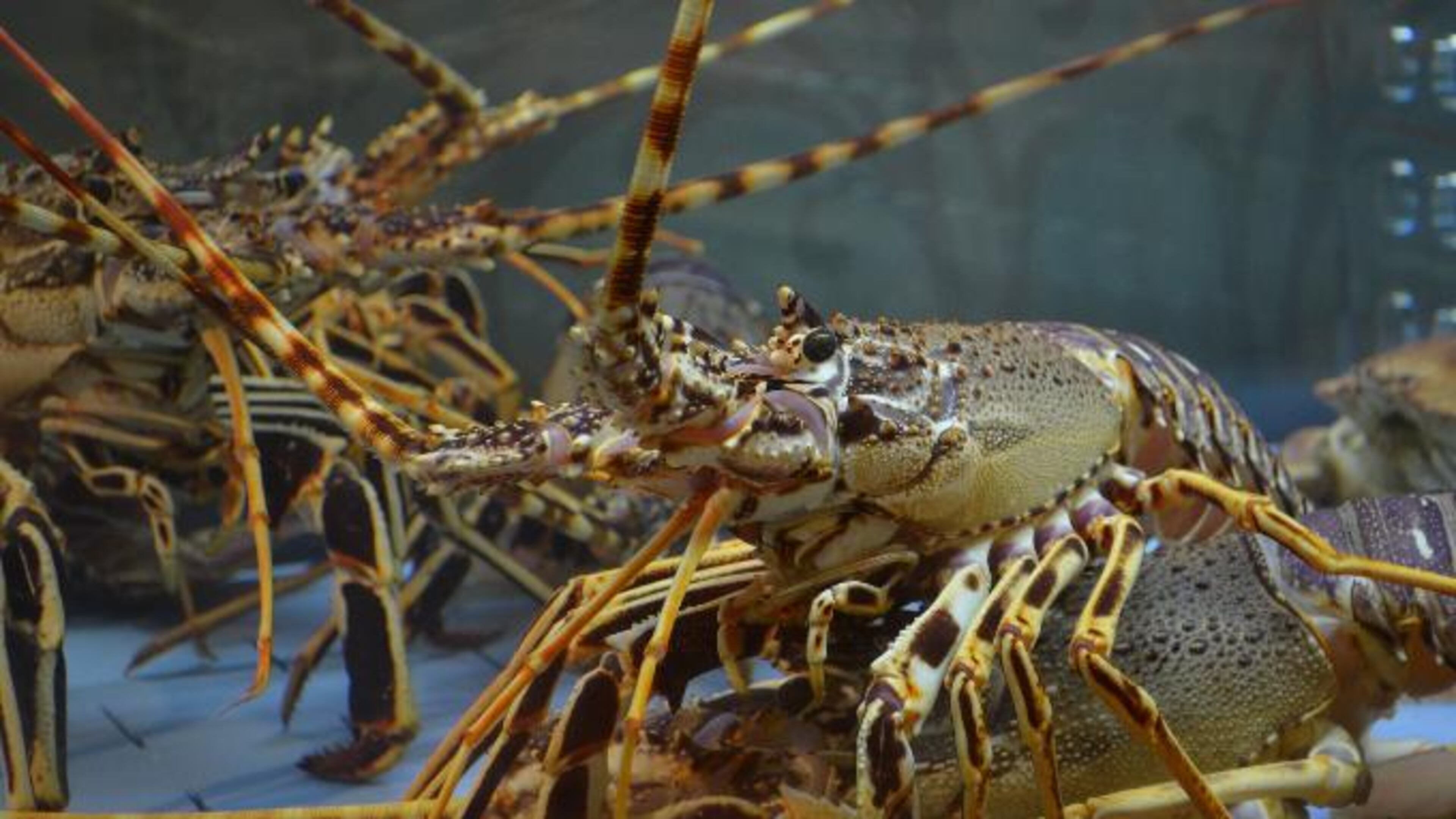 File photo of lobsters.