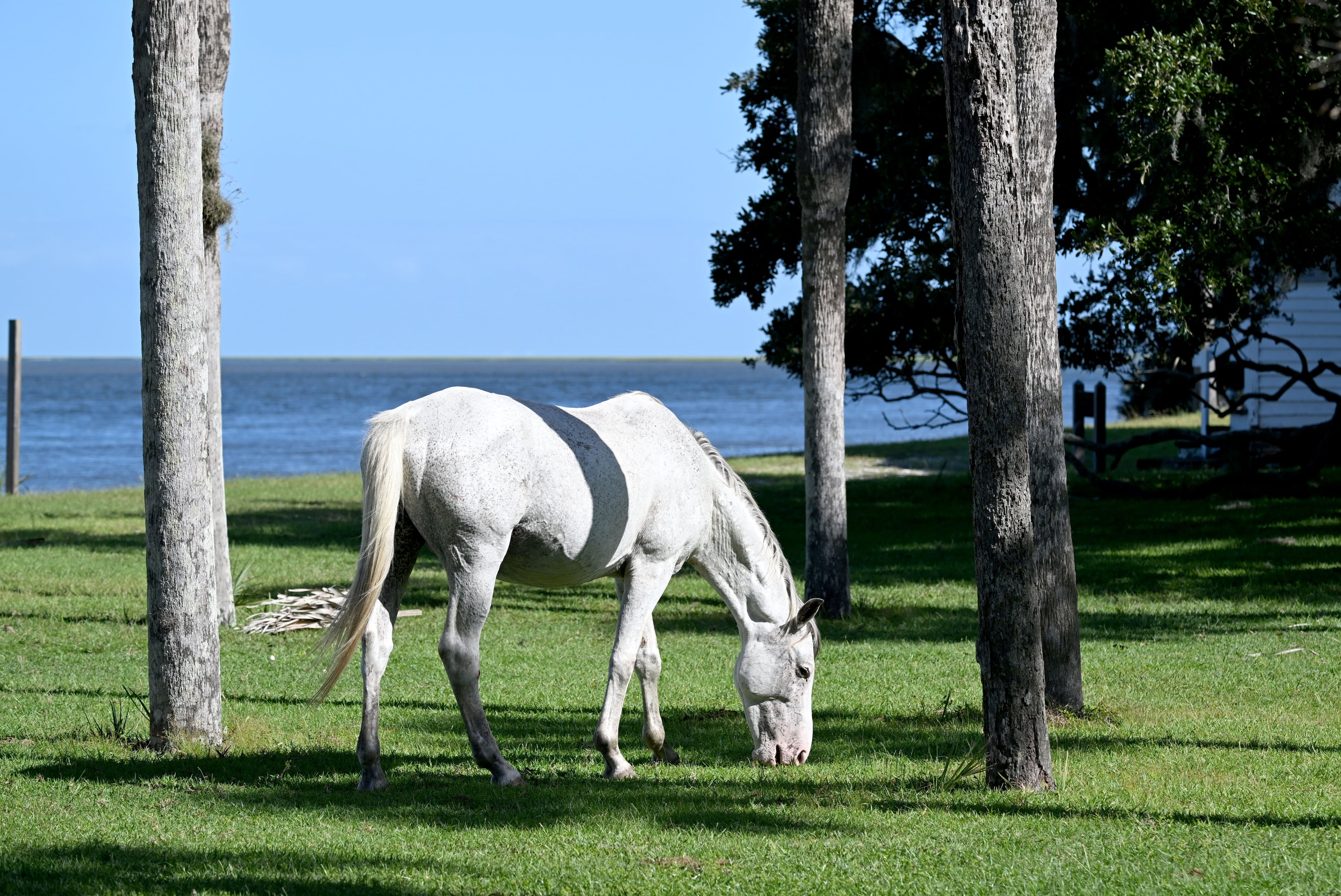 A wild horse, one of many on Cumberland Island, roams near the Ice House Museum dock on Cumberland Island. (Hyosub Shin/AJC)