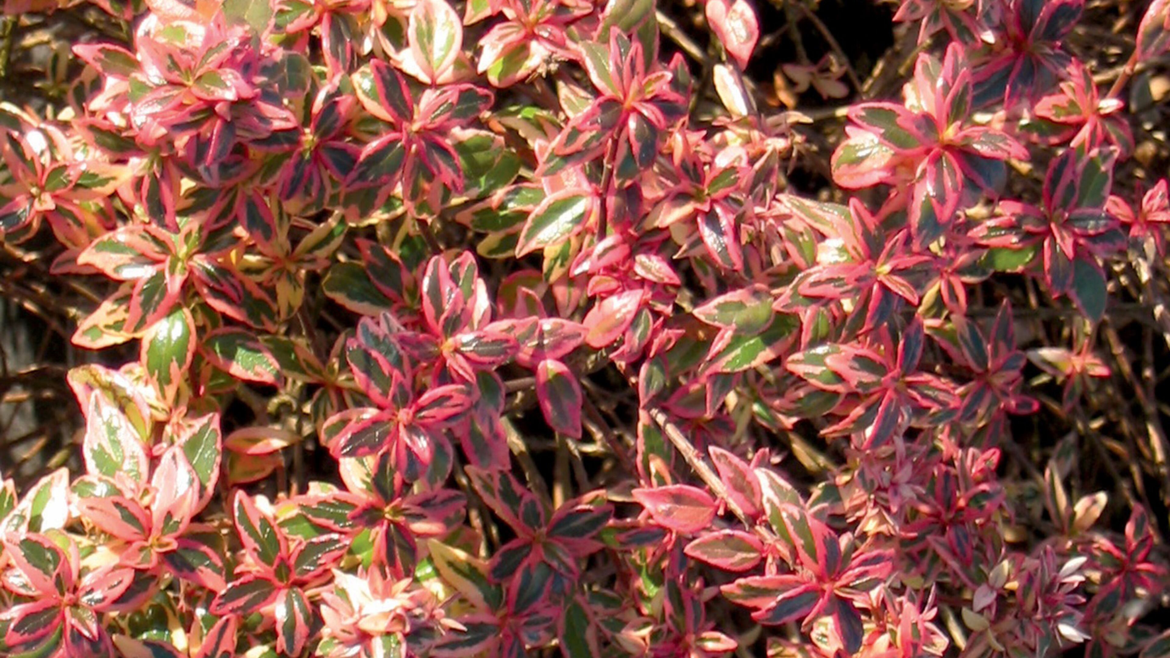 Confetti abelia is compact, colorful and extremely cold hardy to minus twenty. (Photo courtesy of Southern Living Plant Collection)