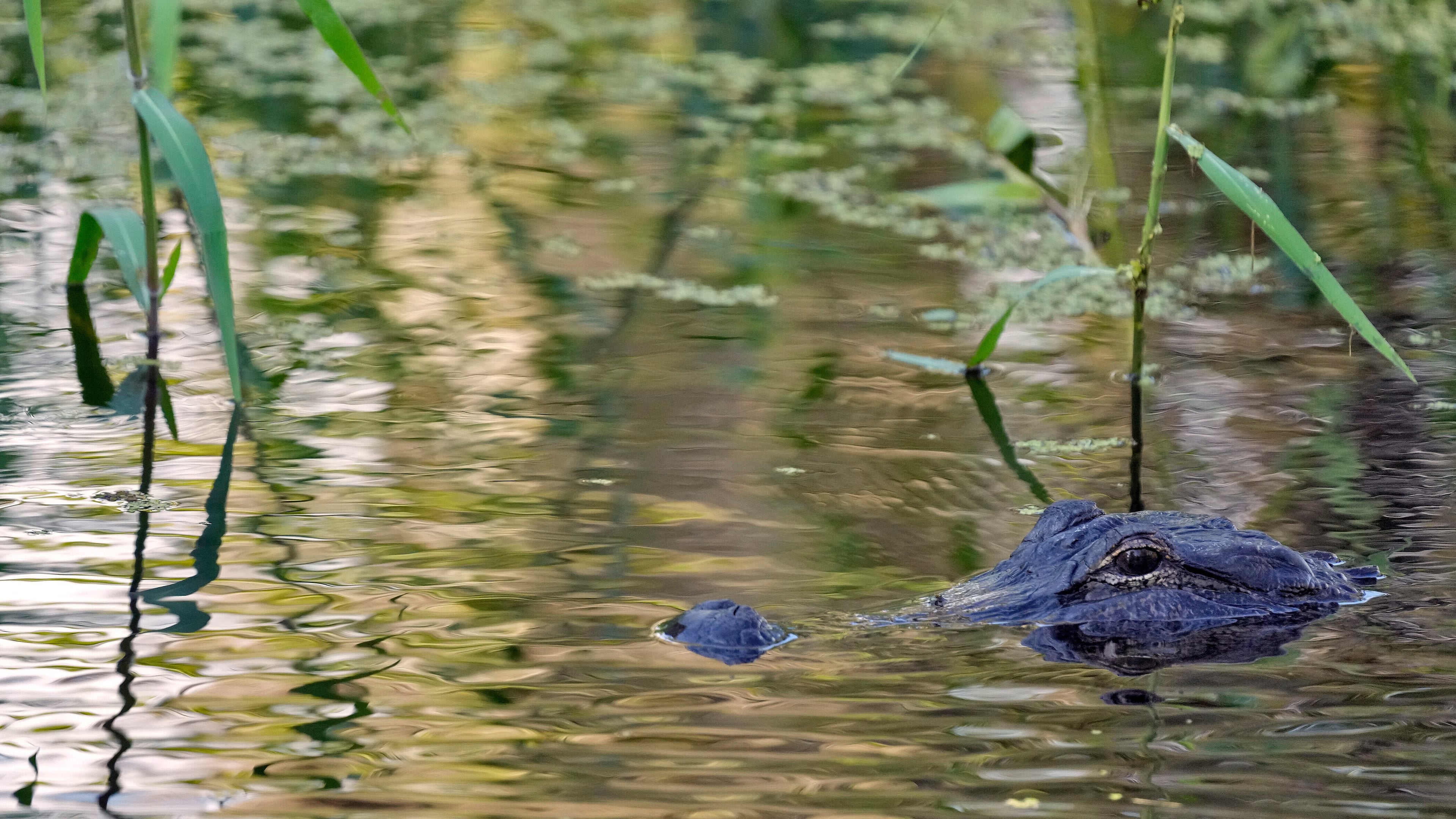 FILE - An alligator peers from the water's surface at the Circle B Bar Reserve, Tuesday, Oct. 21, 2025, in Polk County, Fla. (AP Photo/Chris O'Meara, File)