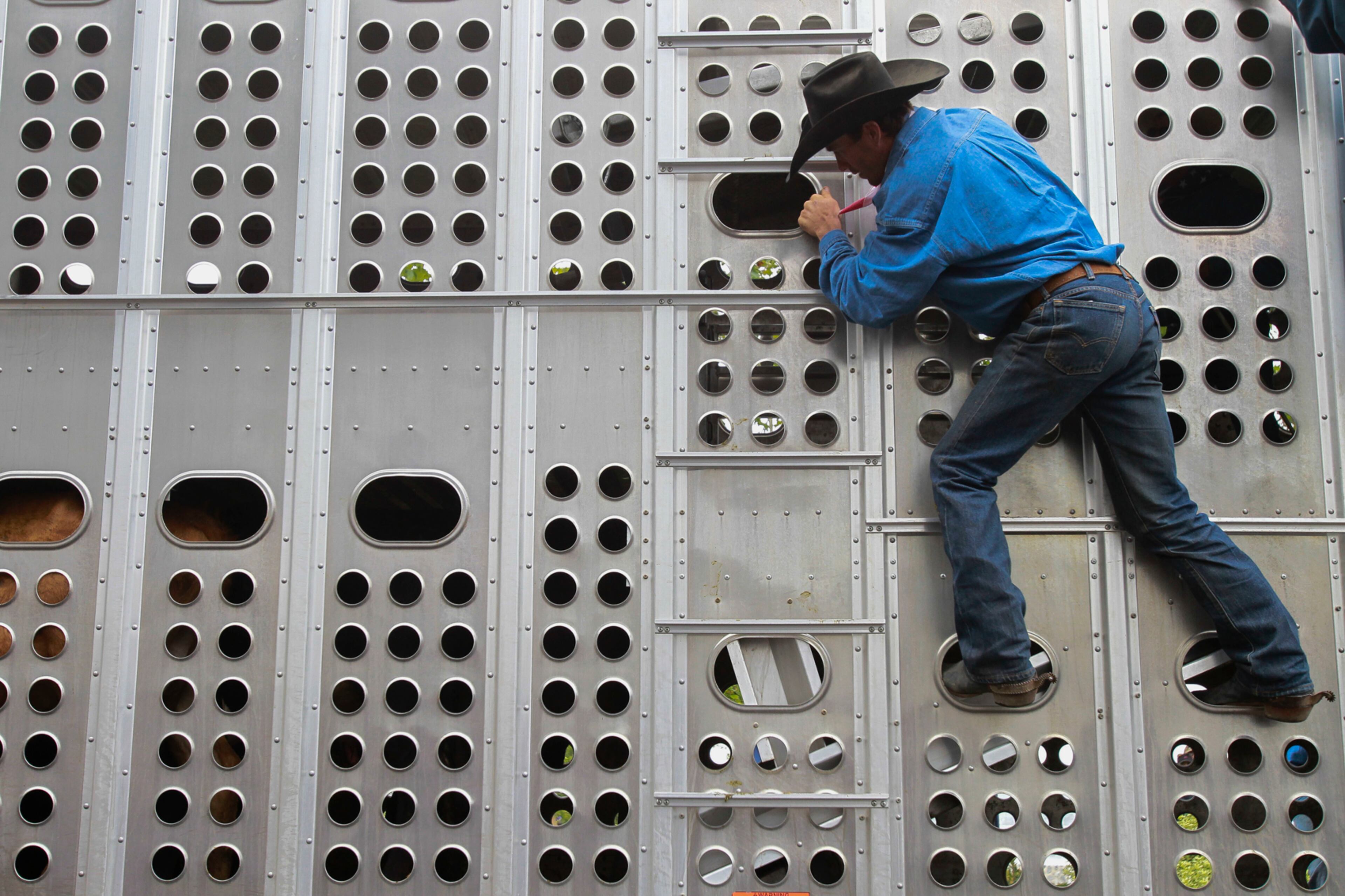 Wade Hooker climbs on the side of a cattle truck as he helps load cattle, that were in a cattle drive to promote the San Diego County Fair, near Tuna Harbor in San Diego on Saturday, June 3, 2017. (Hayne Palmour IV/The San Diego Union-Tribune via AP)