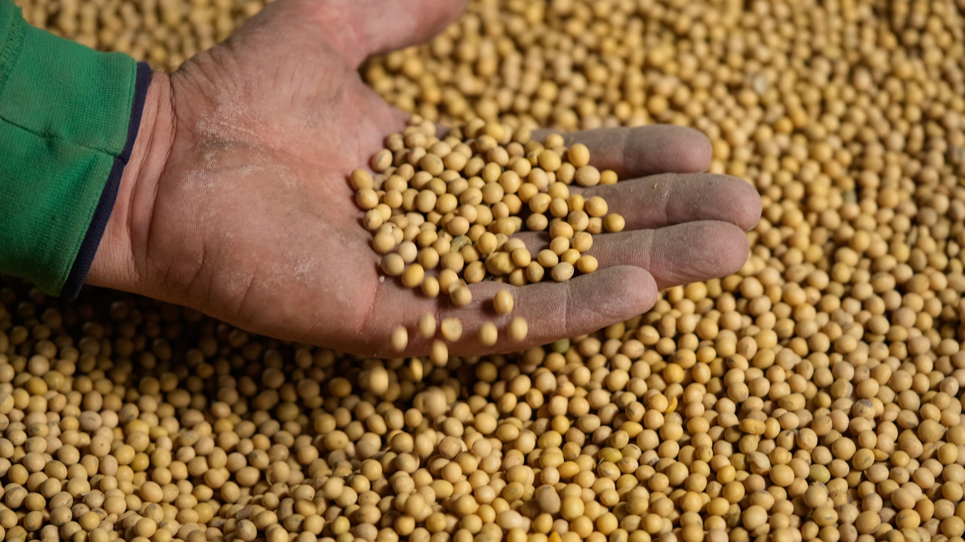 Doug Bartek displays soybeans on his farm near Wahoo, Neb., on Monday, April 6, 2026. (AP Photo/Charlie Riedel)