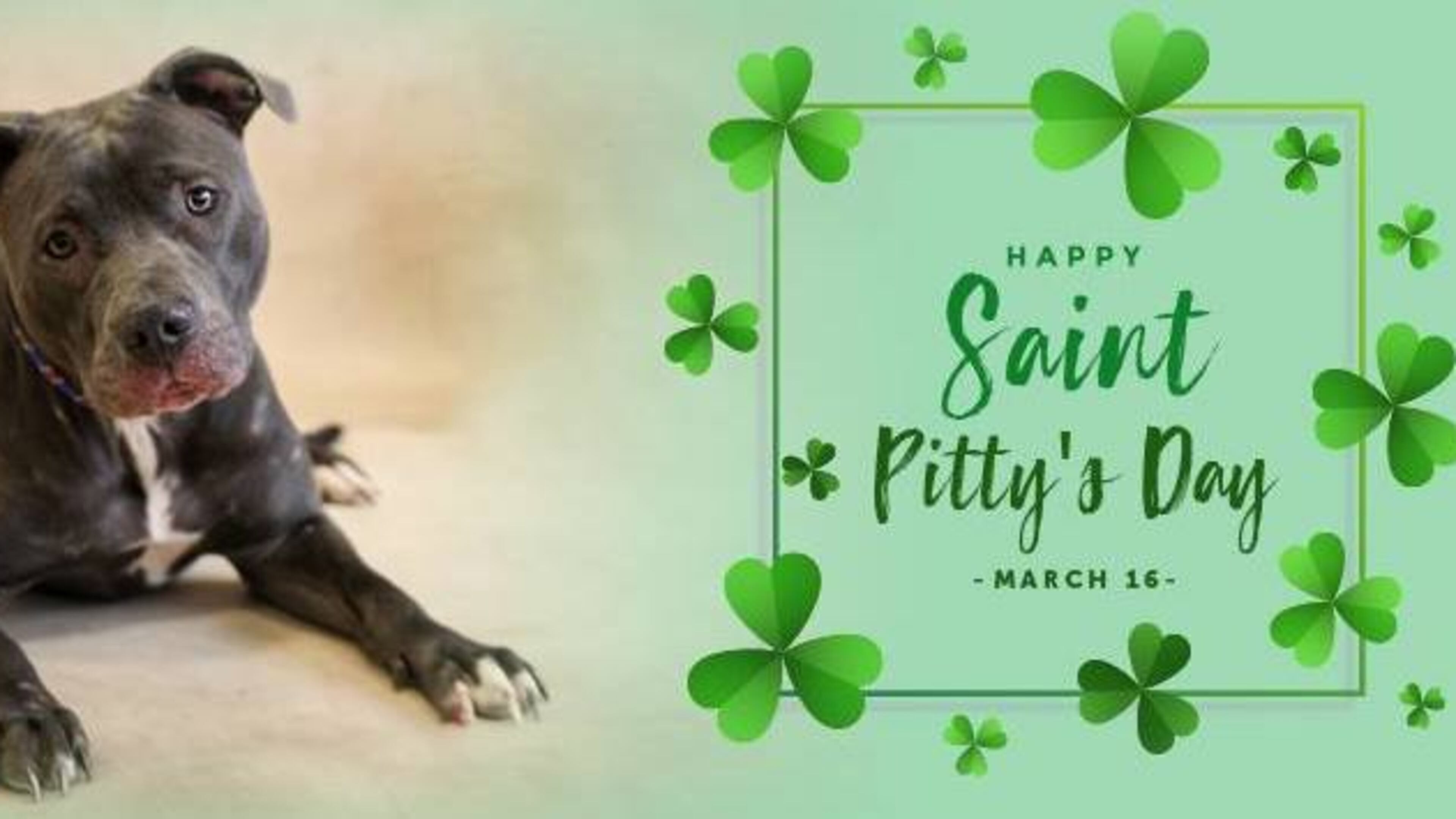 The Gwinnett Animal Shelter is bringing back Free Fridays during March and hosting a puppy version of a St. Patrick’s Day special. (Courtesy Gwinnett County Animal Shelter)