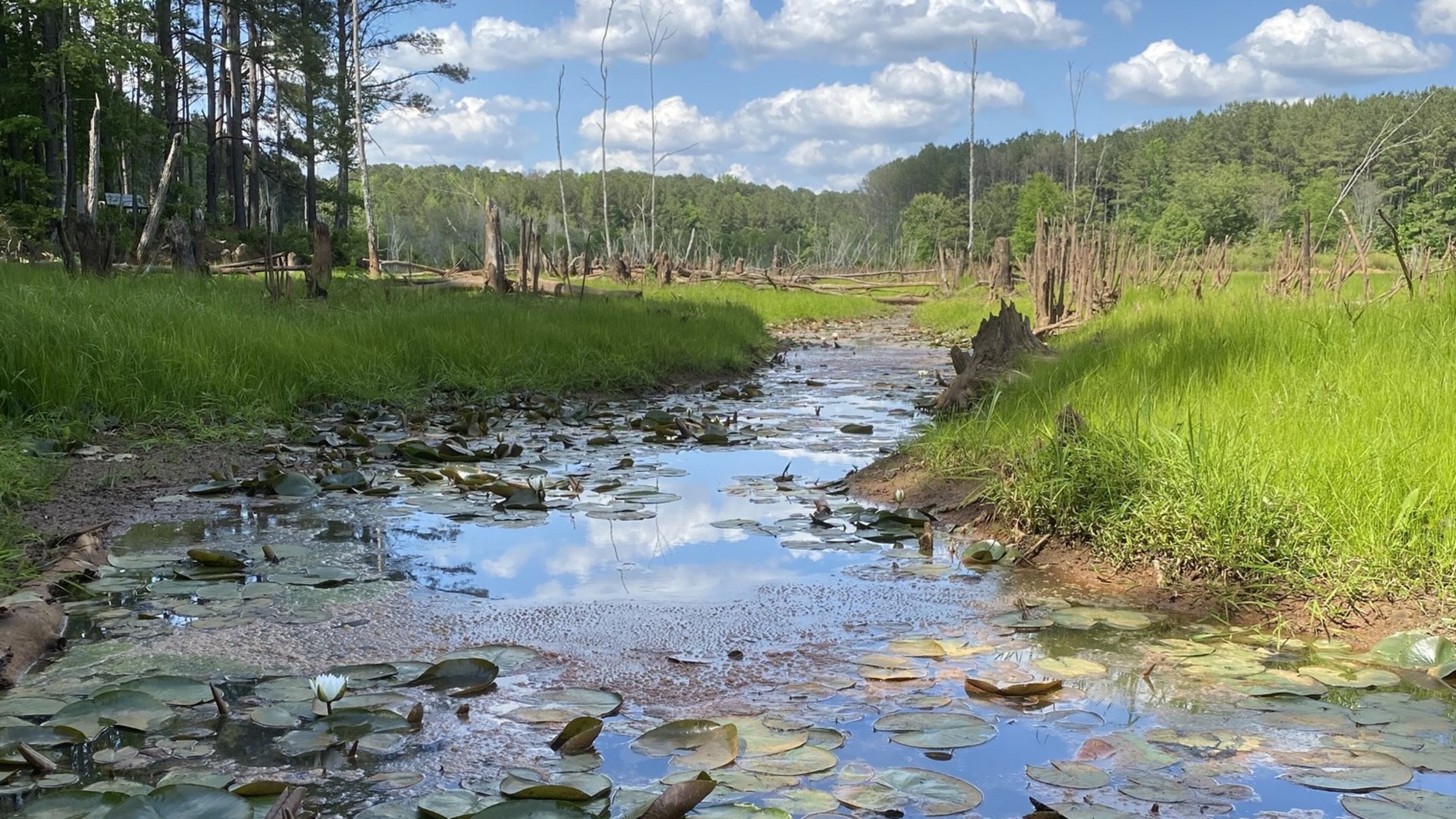 The Roswell-based Georgia Audubon invites the public to attend the virtual 2022 Native Plant Symposium - Healing Our Habitats: At Home and In the Wild Feb. 19 and 20. (Courtesy Georgia Audubon)