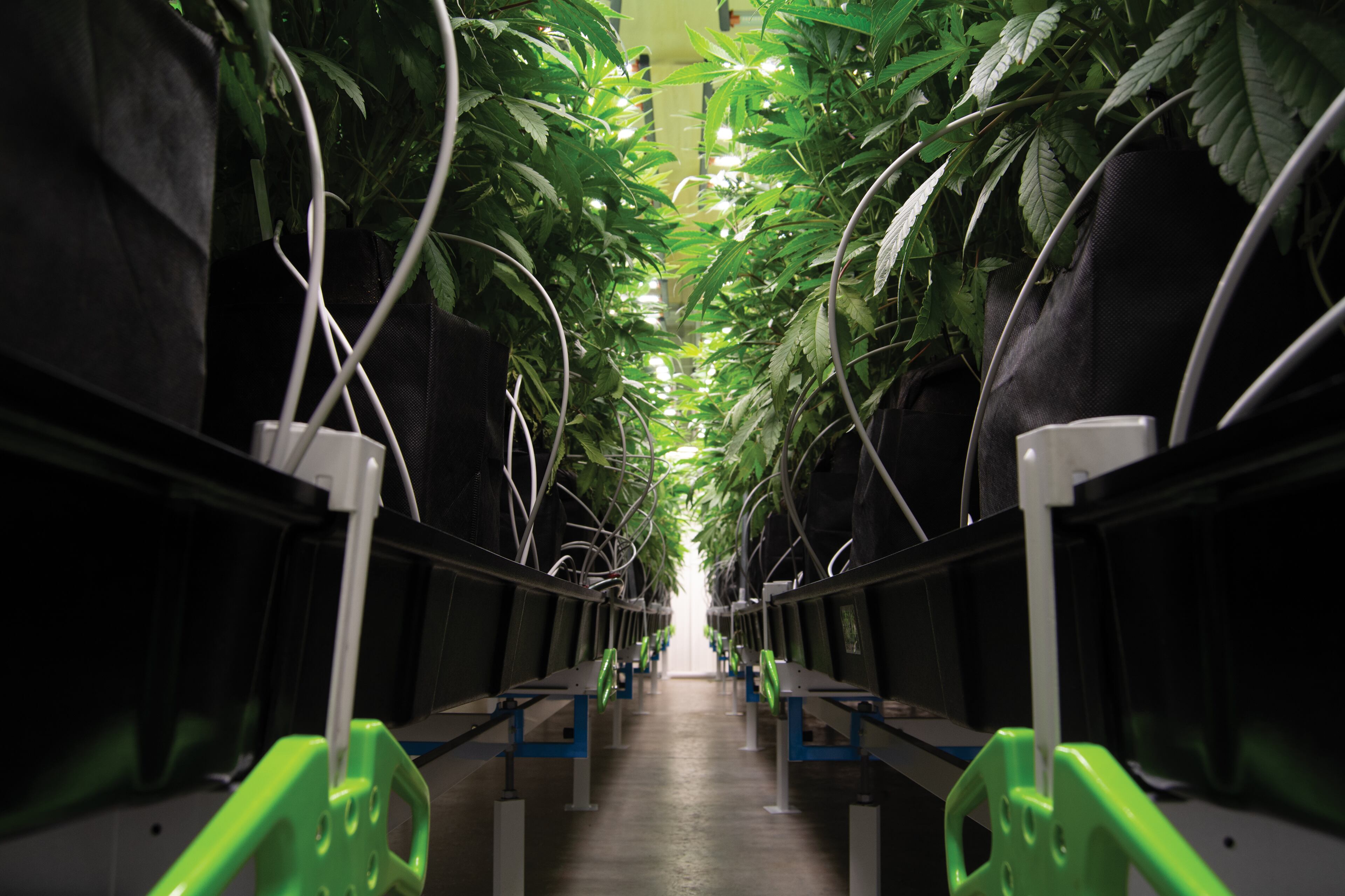 Botanical Sciences is Georgia’s first physician-owned medical cannabis provider.
Photo provided by Botanical Sciences.
