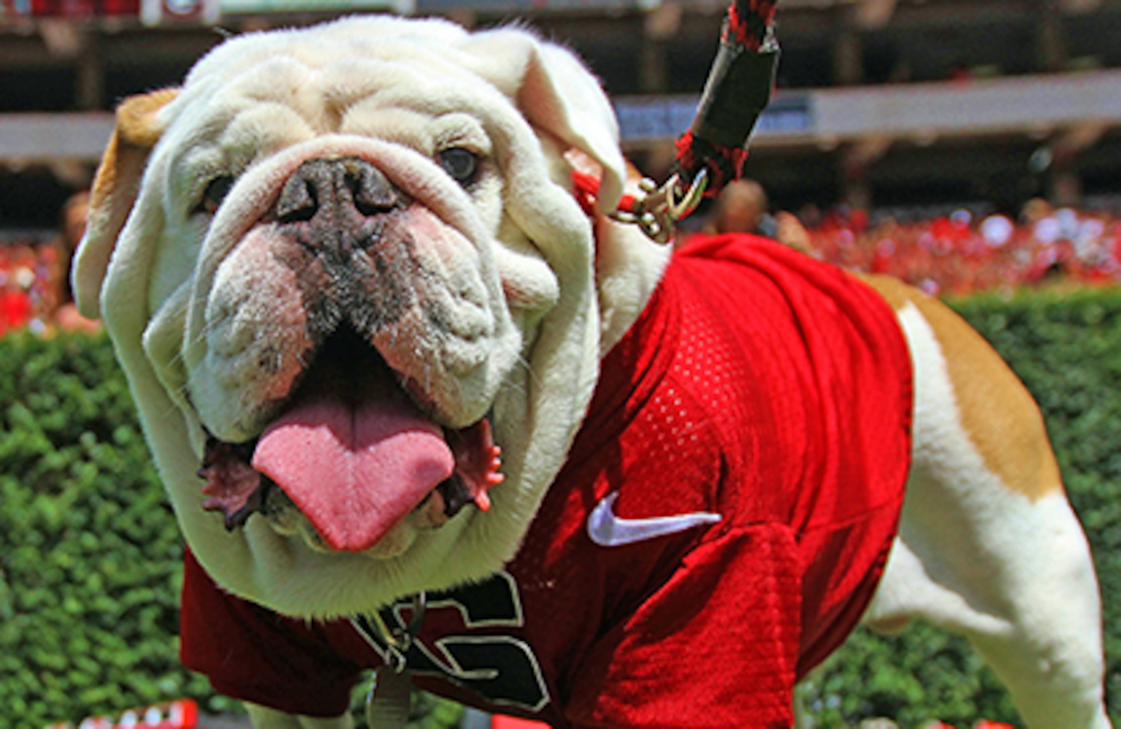3. Georgia's live mascot wears a spiked collar and red jersey with a varsity letter on game days. Since 1956, all the dogs serving as Uga have been part of a lineage of English Bulldogs.