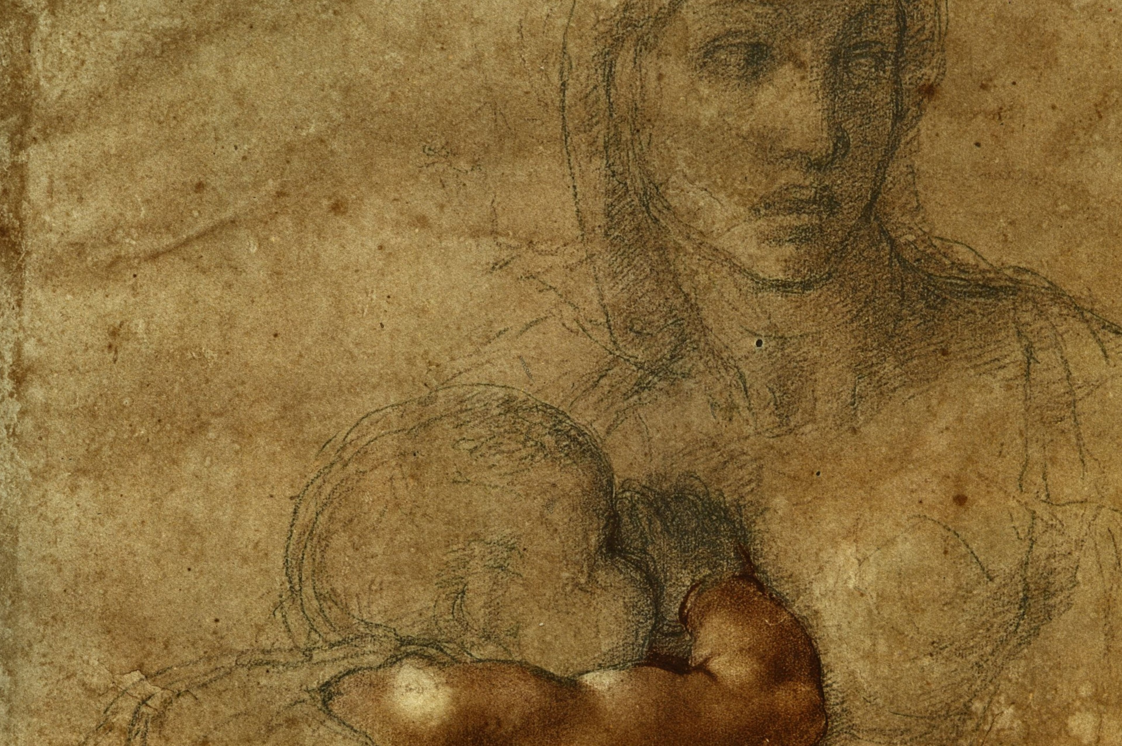 Michelangelo Savannah exhibit