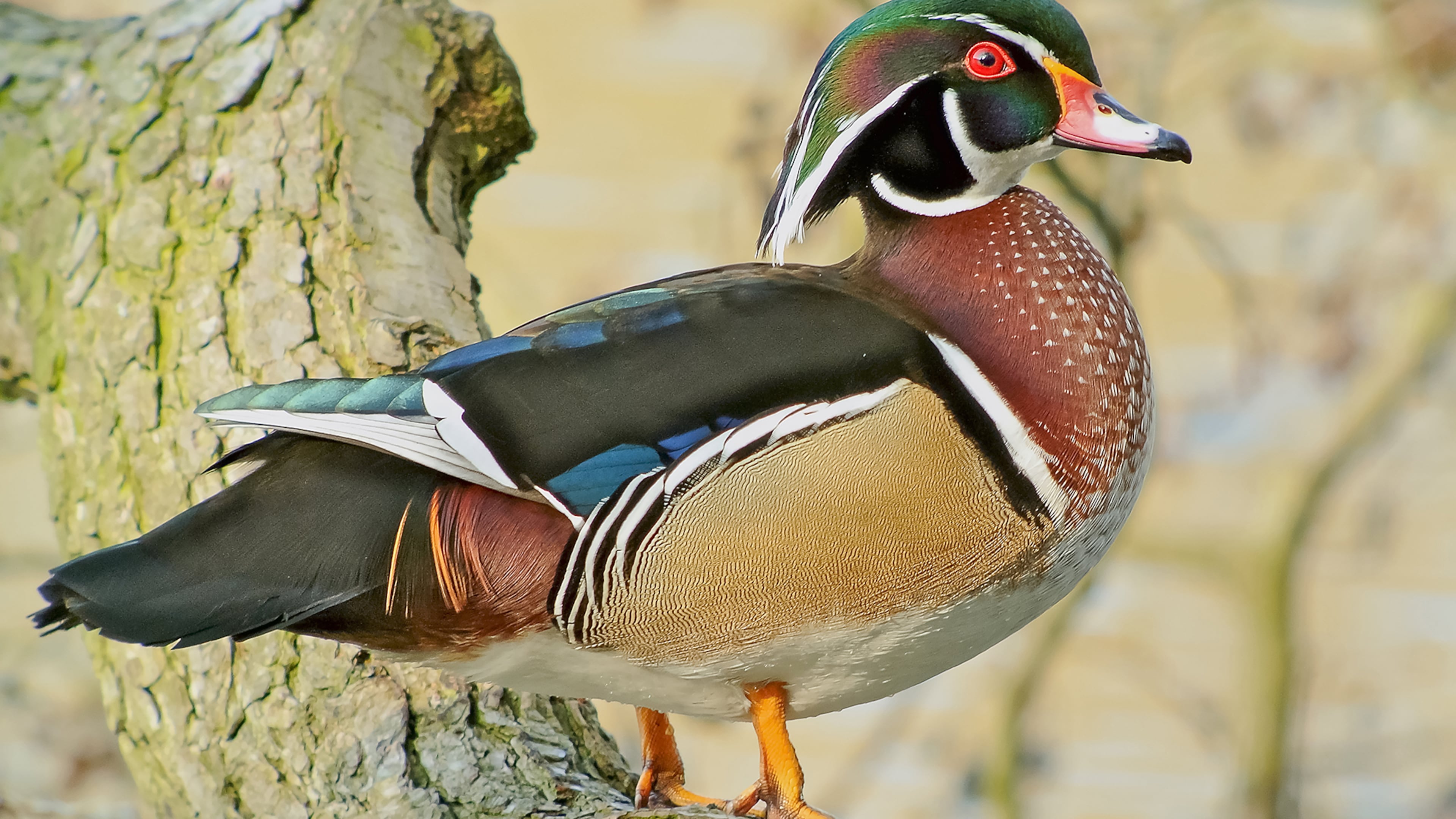 The male wood duck (shown here) is perhaps North America's most colorful duck. The wood duck is one of two year-round duck species in Georgia, the other being the mallard. Another species, the hooded merganser, may occasionally nest in the state. (Courtesy of Frank Vassen / Creative Commons)
