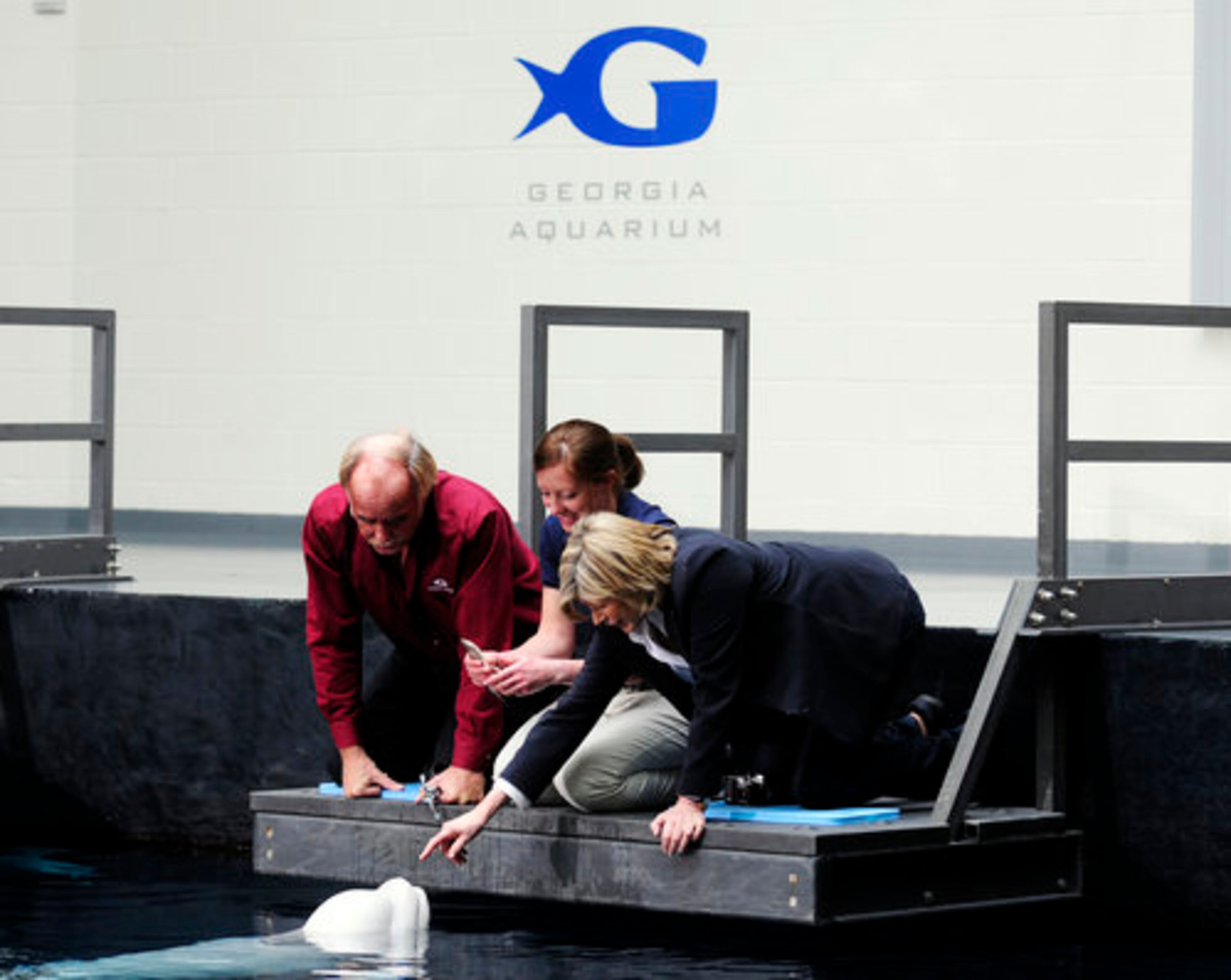 Chief veterinary officer Dr. Gregory Bossart and biologist Erika Steubing introduce Stewart to one of the Beluga whales.