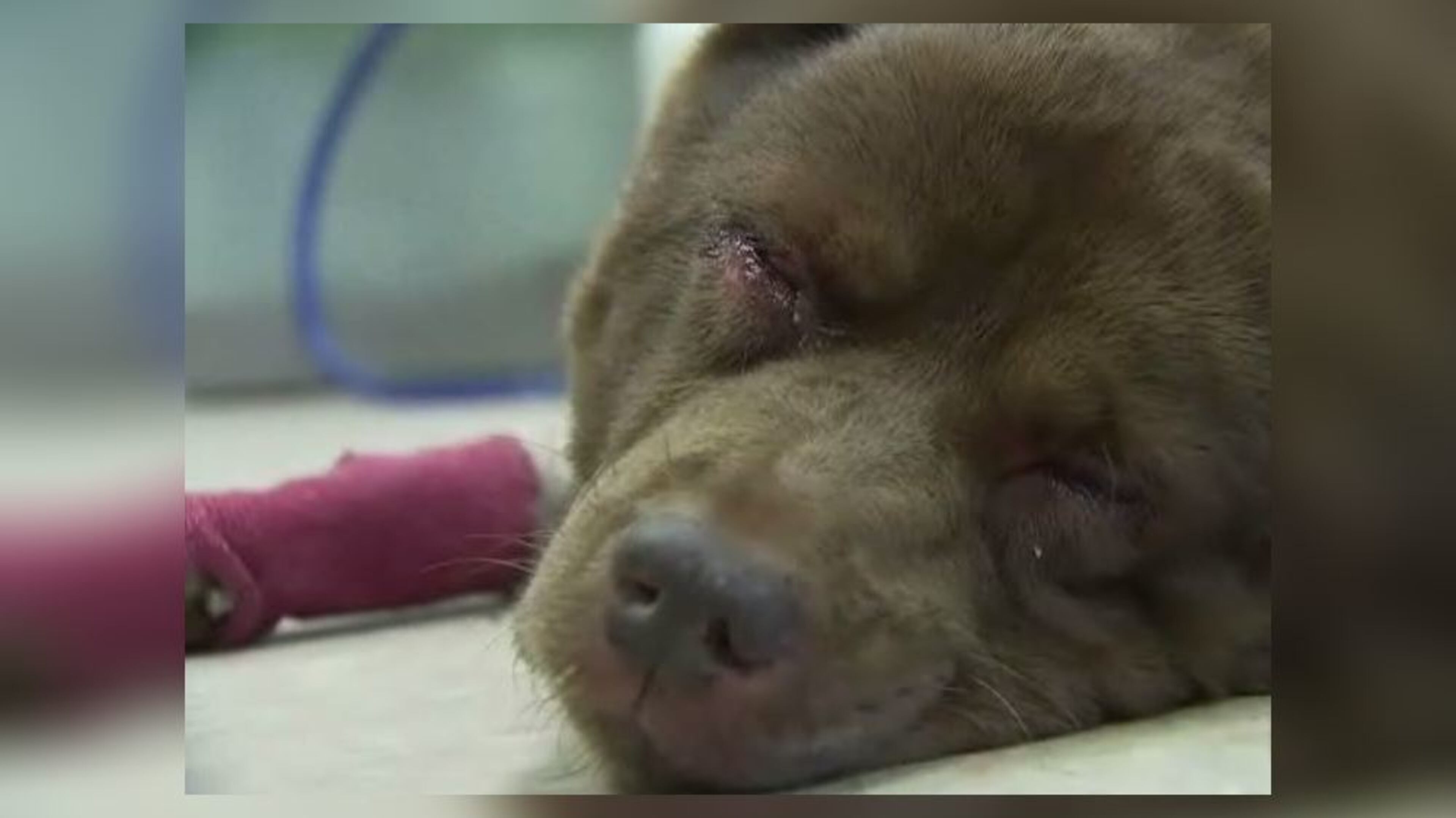 A dog found buried up to her nose in Tucker died shortly after rescue. (Credit: Channel 2 Action News)