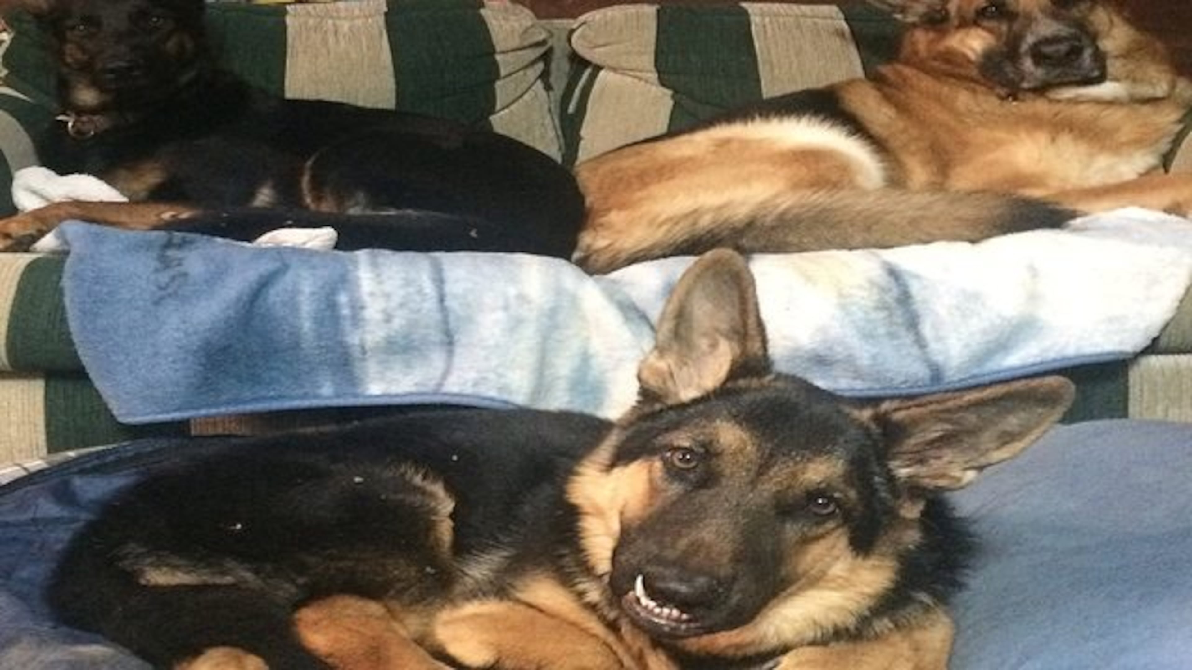 Michelangelo Augustine is pictured in this 2016 file photo illustrating pituitary dwarfism in German Shepherds. Ranger, a 2-year-old purebred in Phoenix who also suffers with the rare genetic condition, has recently taken social media by storm.