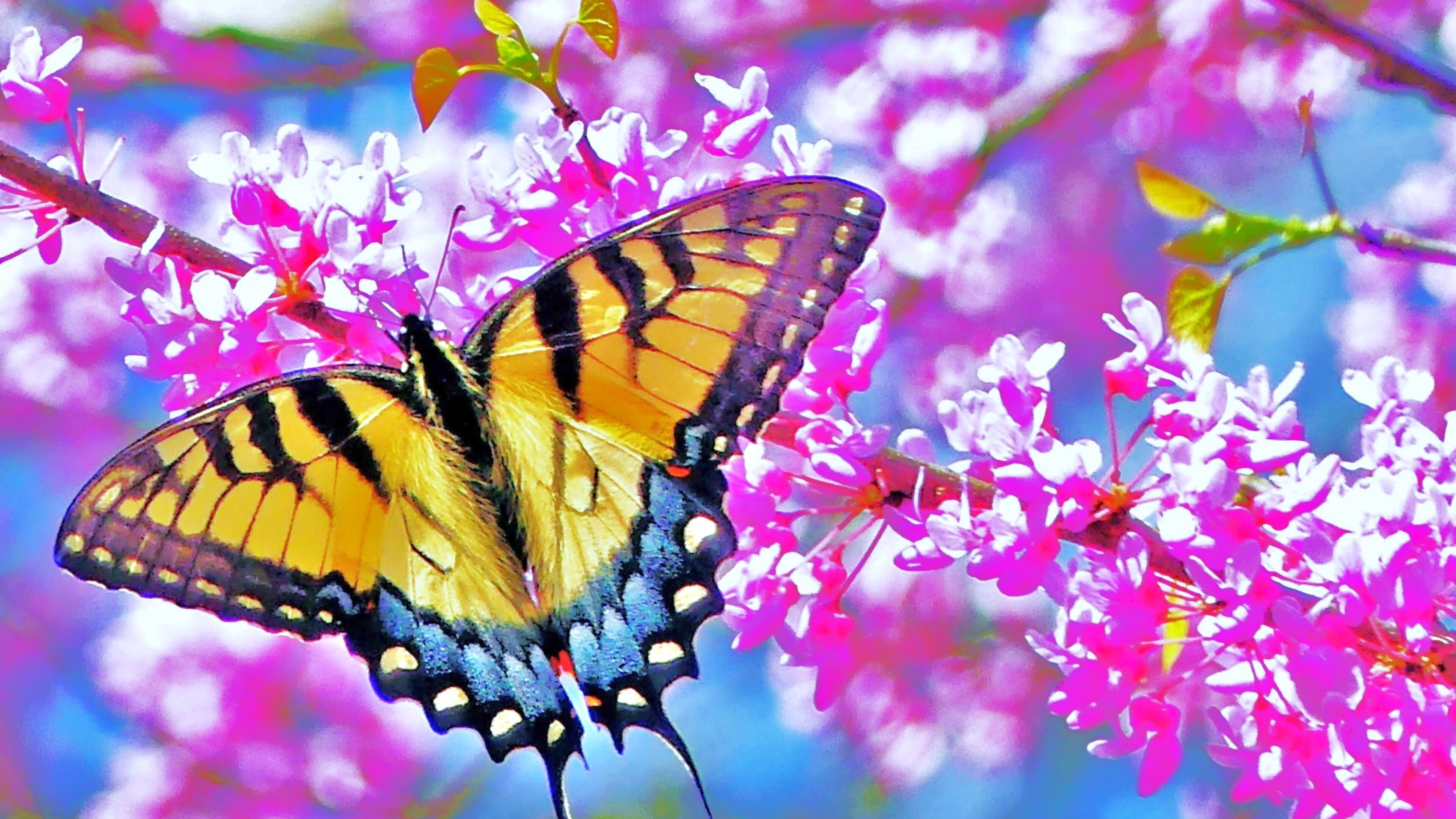 The Eastern tiger swallowtail butterfly (female shown here) is Georgia's official state butterfly. Its striking yellow-and-black coloration is common throughout the state. (Charles Seabrook for The Atlanta Journal-Constitution)
