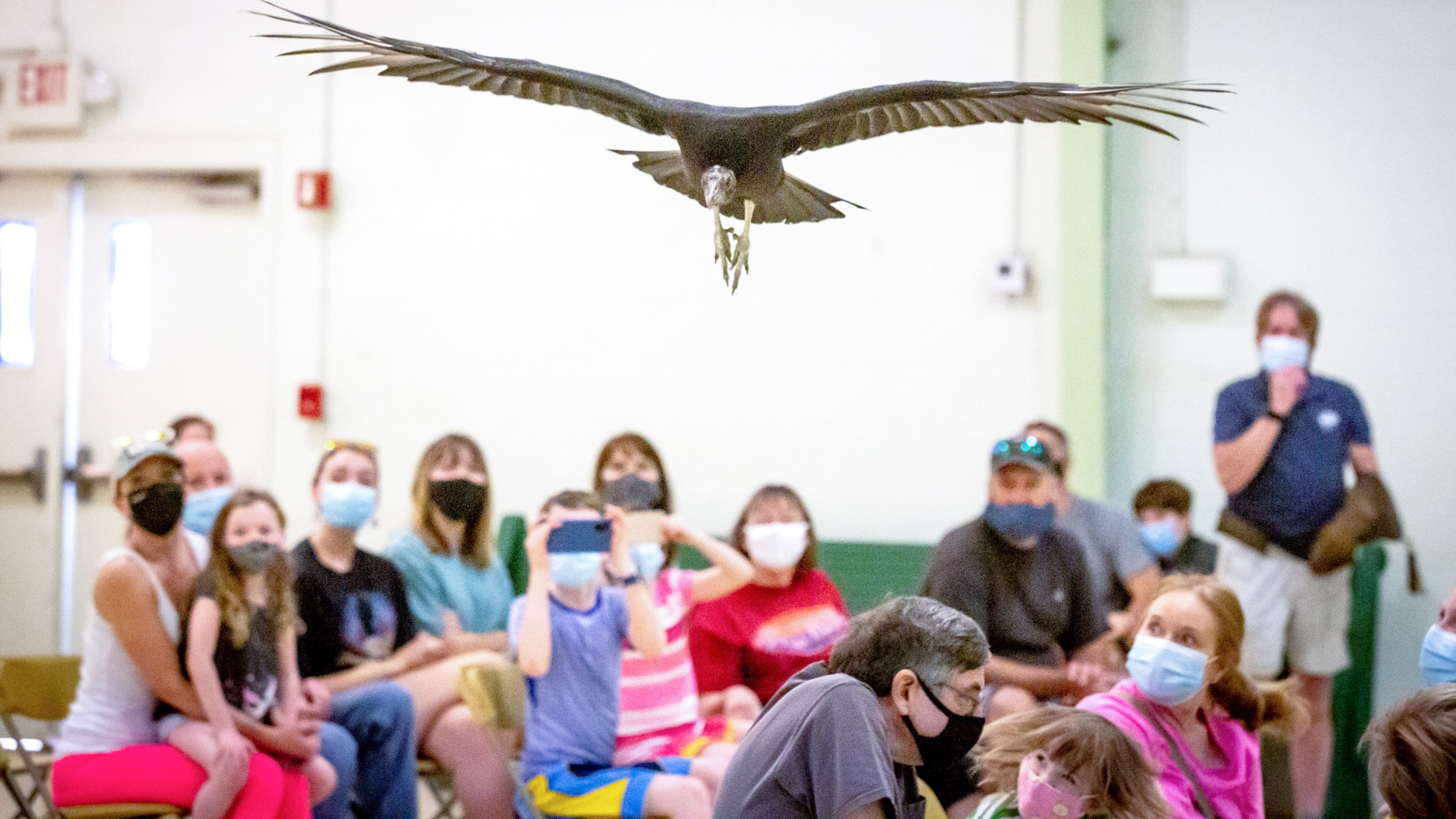 A vulture flies across the room during a bird education program at the Chattahoochee Nature Center. (Photo: Steve Schaefer for The Atlanta Journal-Constitution)