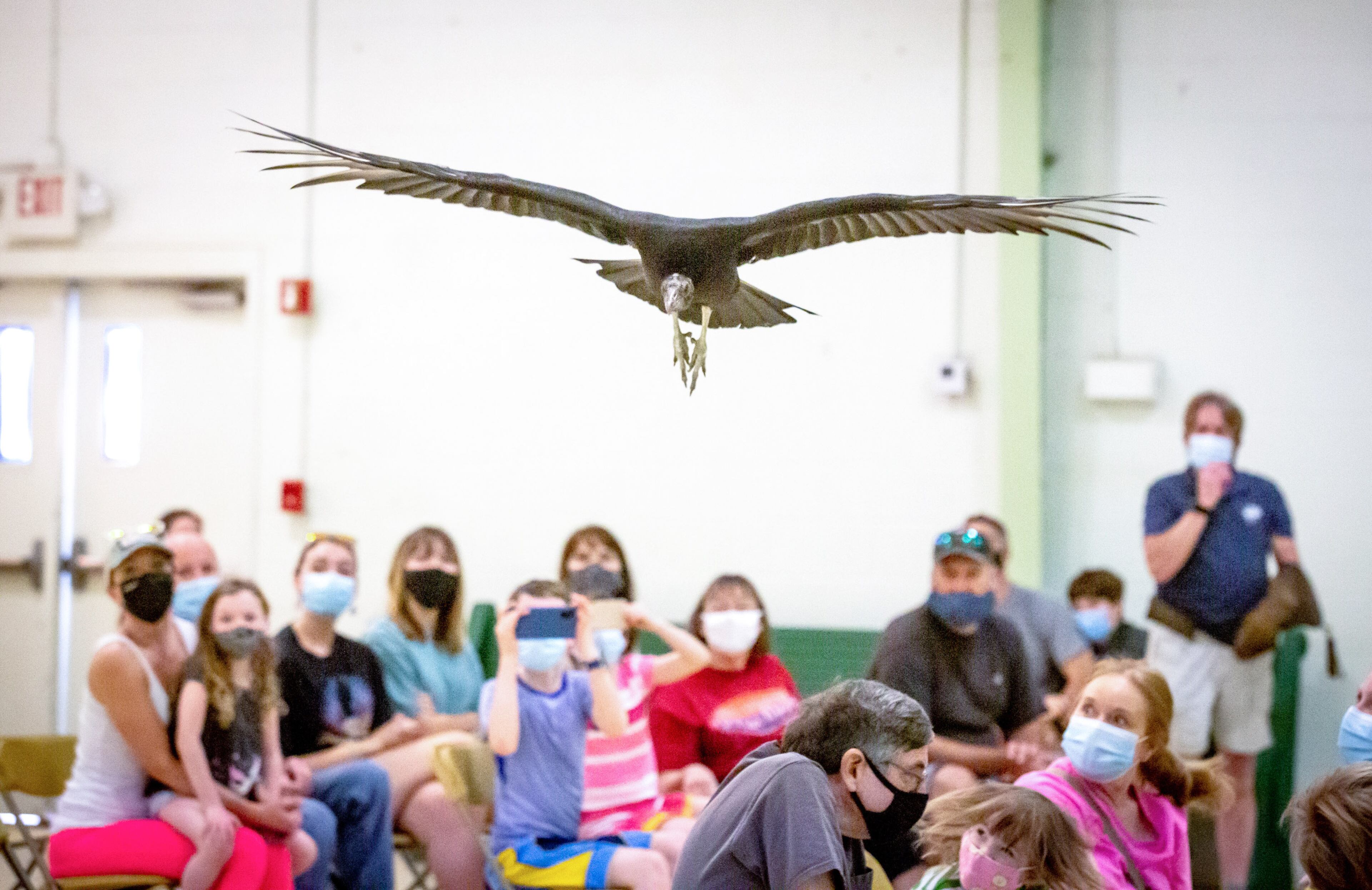 A vulture flies across the room during a bird education program at the Chattahoochee Nature Center for its Family Fun Day: Flying into the Future on Sunday, March 14, 2021. (Photo: Steve Schaefer for The Atlanta Journal-Constitution)