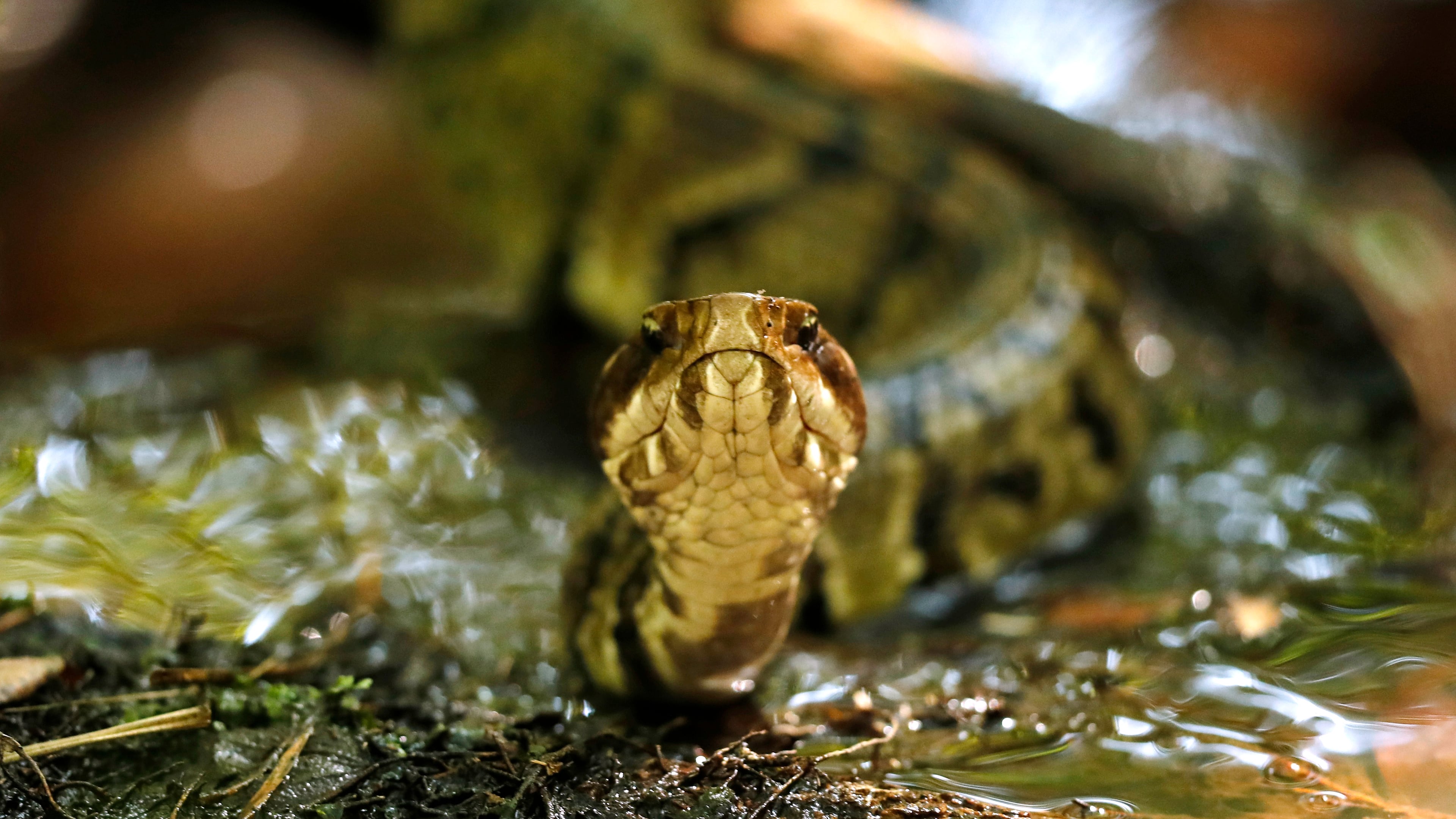FILE - A venomous cottonmouth snake is seen July 30, 2019, at Fort Bragg in North Carolina. (AP Photo/Robert F. Bukaty, File)