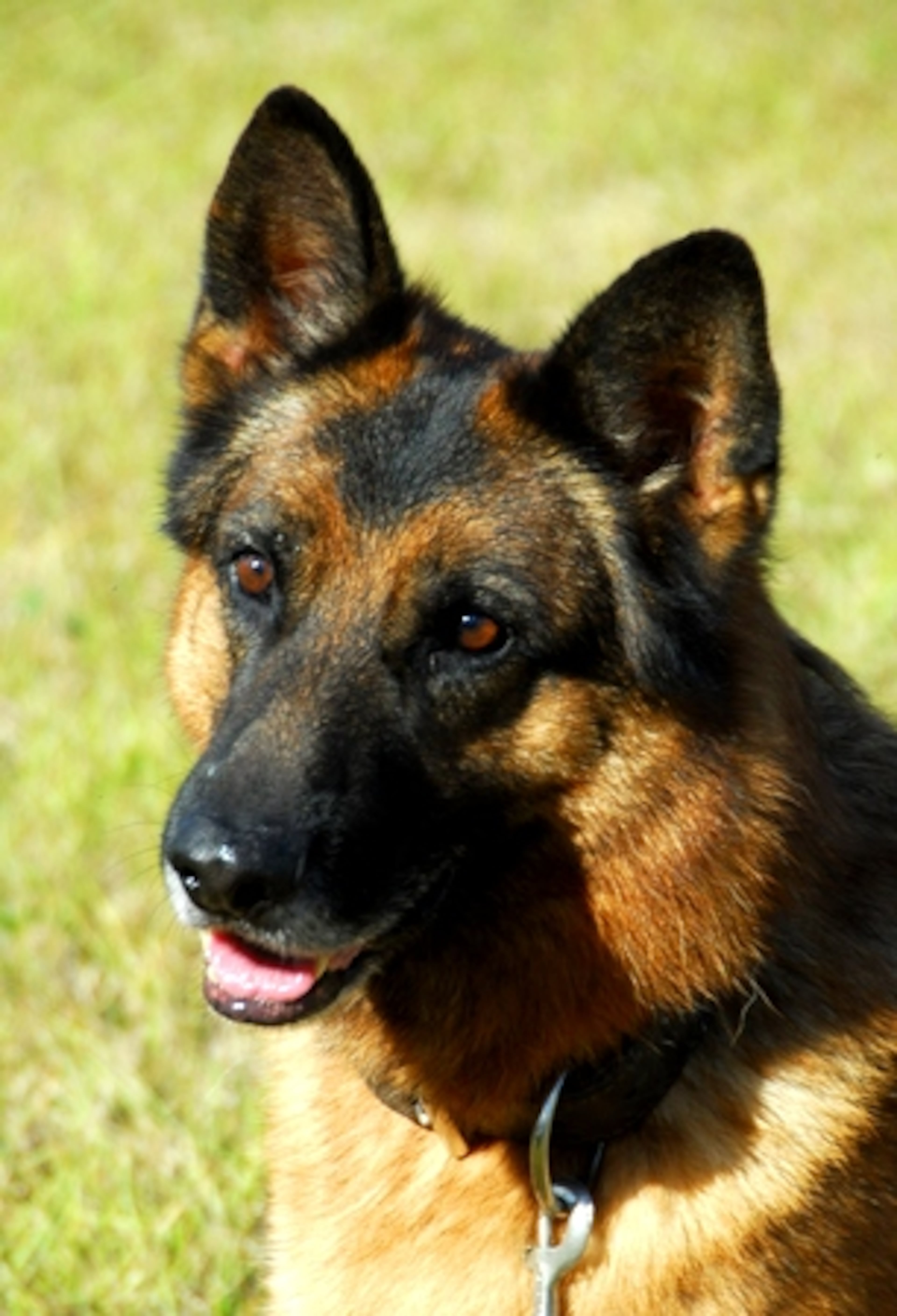 3. The German Shepherd This intelligent breed also ranks third nationally. But in Miami and Detroit, the German Shepherd ranks as Top Dog.