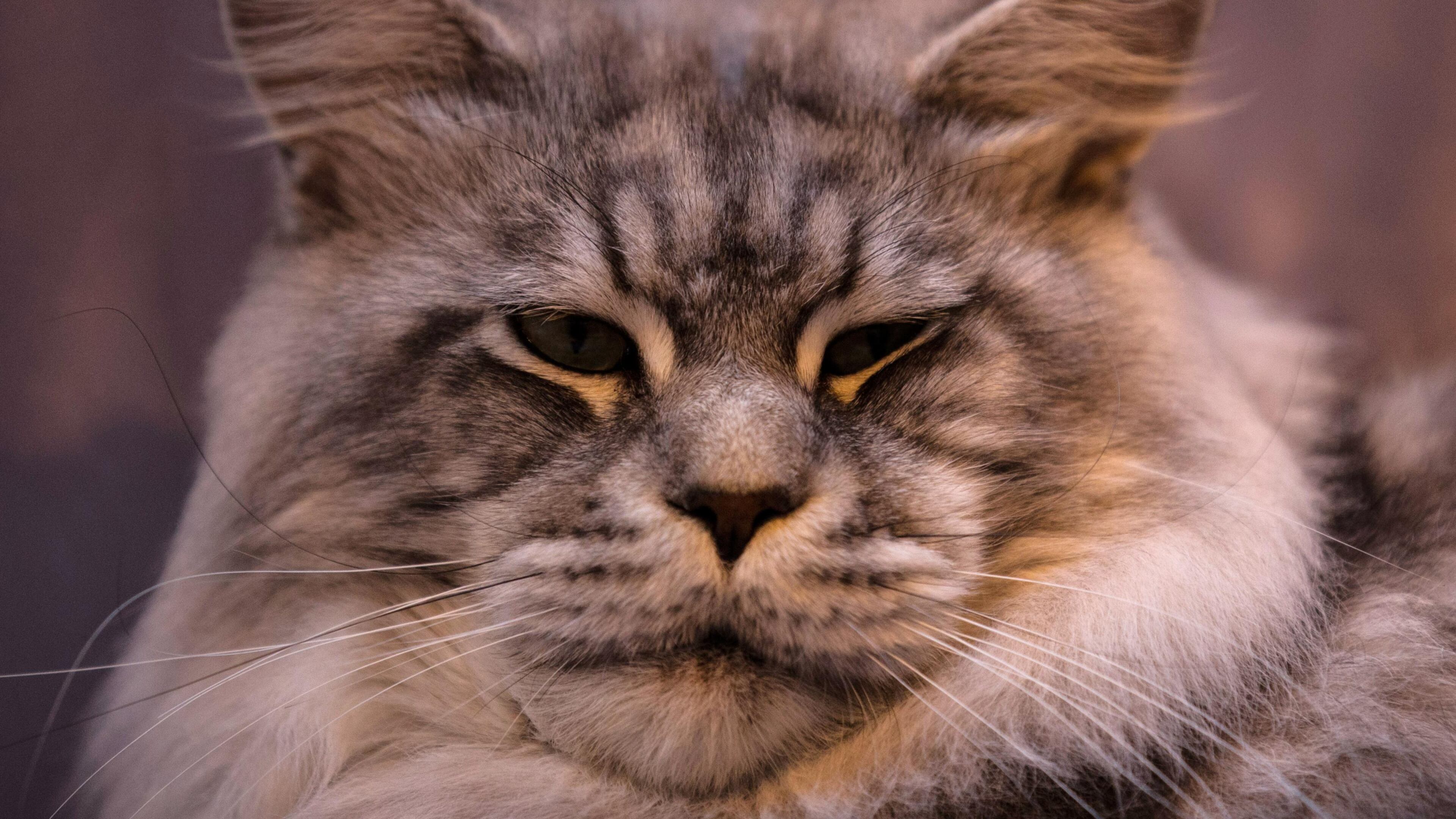 A California landlord rented his studio apartment to a pair of cats for $1,500 a month.