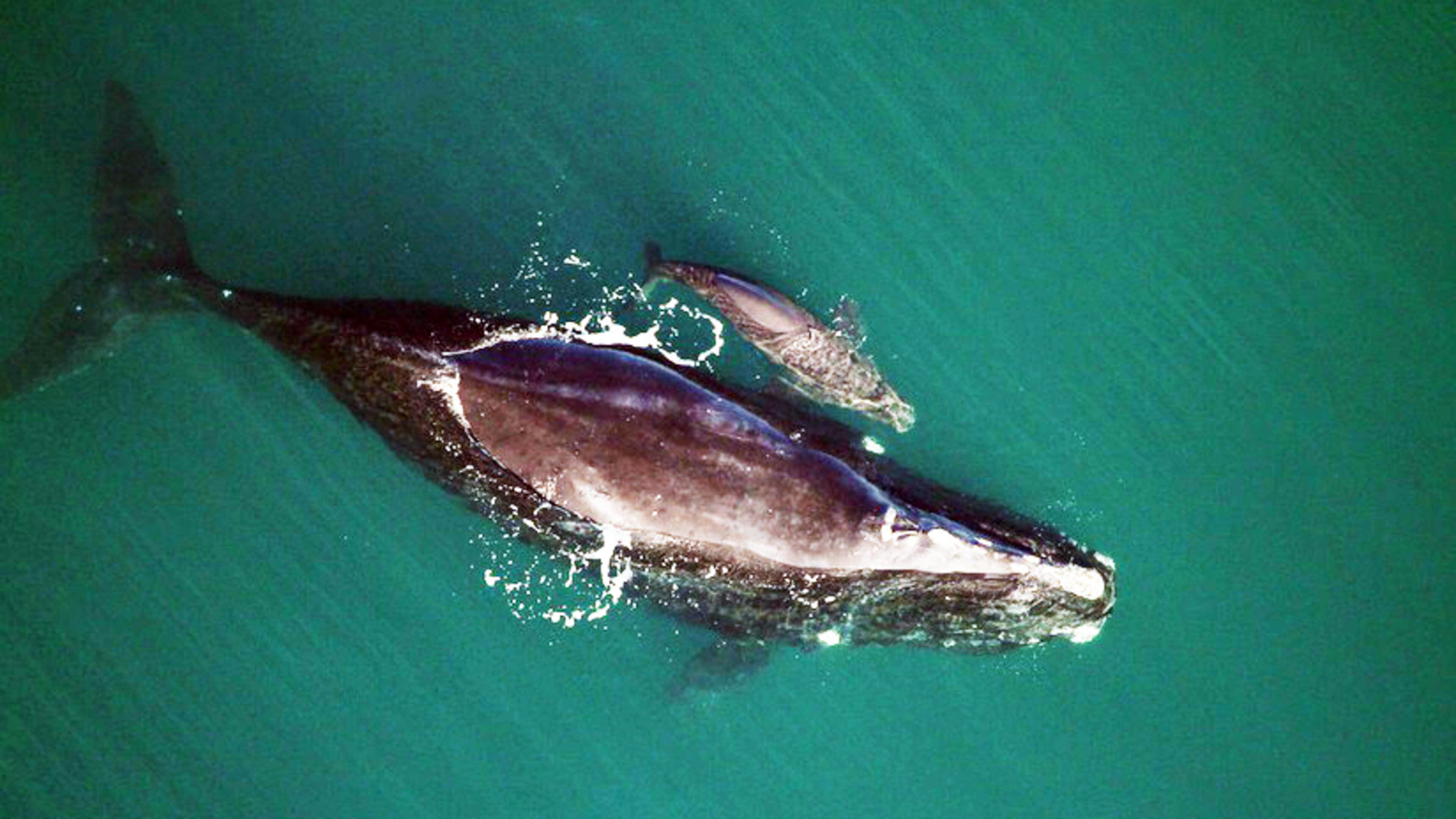 The first whales of the season, a mother and calf, were spotted Saturday off Cumberland Island.