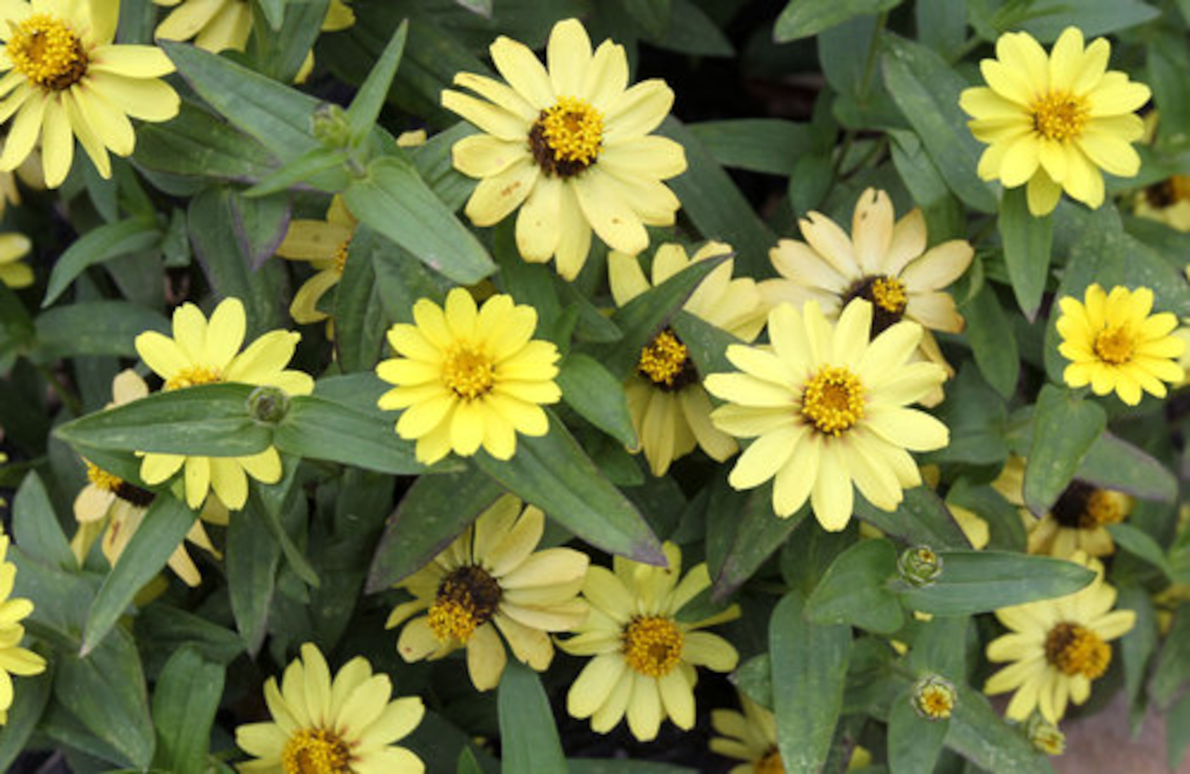 Planning and fundraising for the "outdoor classroom" started in 2008 and construction began in June 2009. Dewar spent 2,500 hours working on the project.