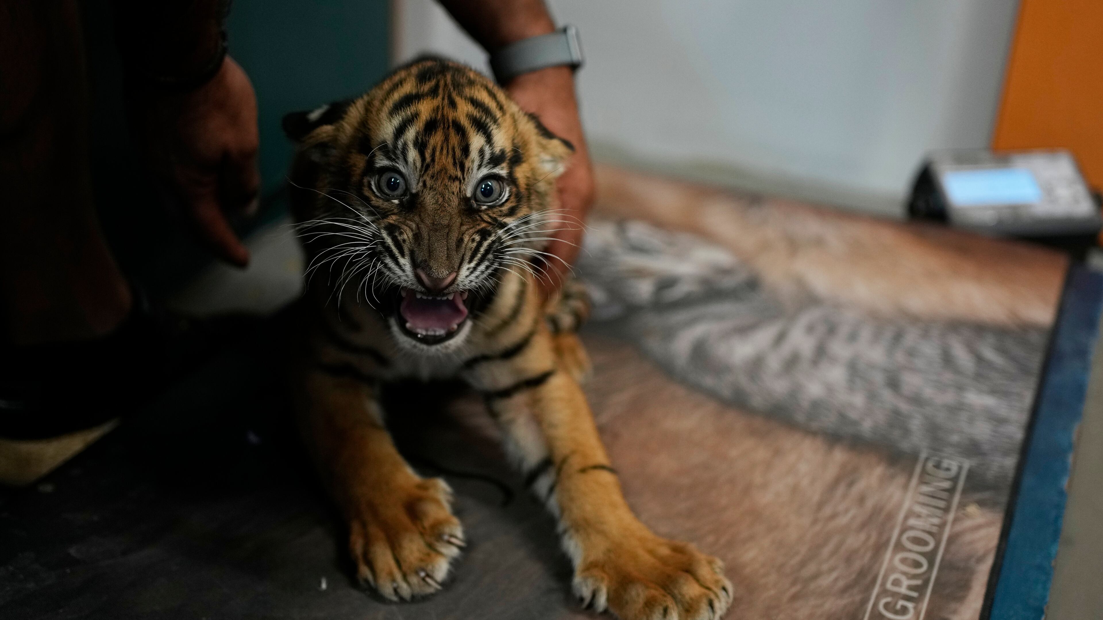 A two-month-old Sumatran tiger cub is weighed before its first vaccination and microchipping at Attica Zoological Park near Athens, Greece, on Tuesday, Sept. 8, 2026, part of an effort to build a backup population of the critically endangered species. (AP Photo/Thanassis Stavrakis)