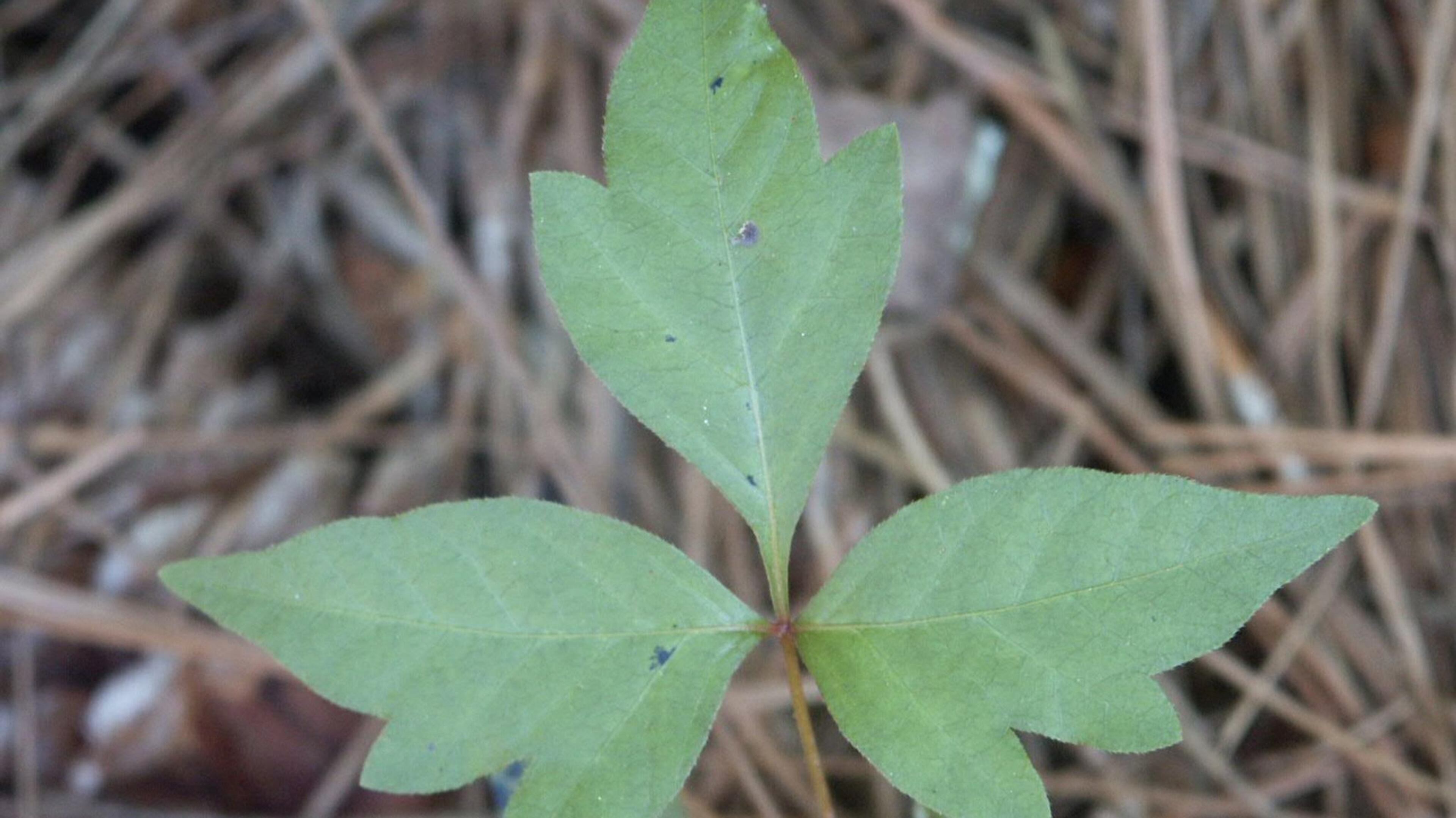 Poison ivy is easy to identify: Note the telltale “leaves of three,” the lack of thorns, and that the two outer leaflets are both asymmetrical across the midvein. CONTRIBUTED BY WALTER REEVES