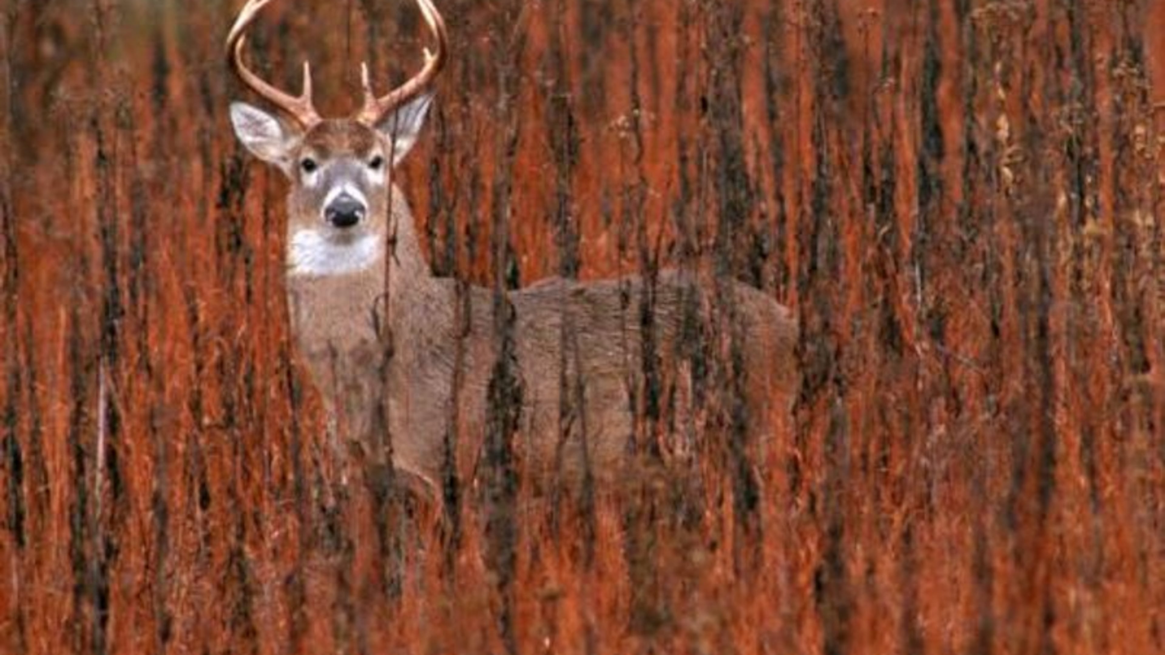 Cherokee County has leased 498 acres of county-owned lane east of Canton to a hunting club. AJC FILE