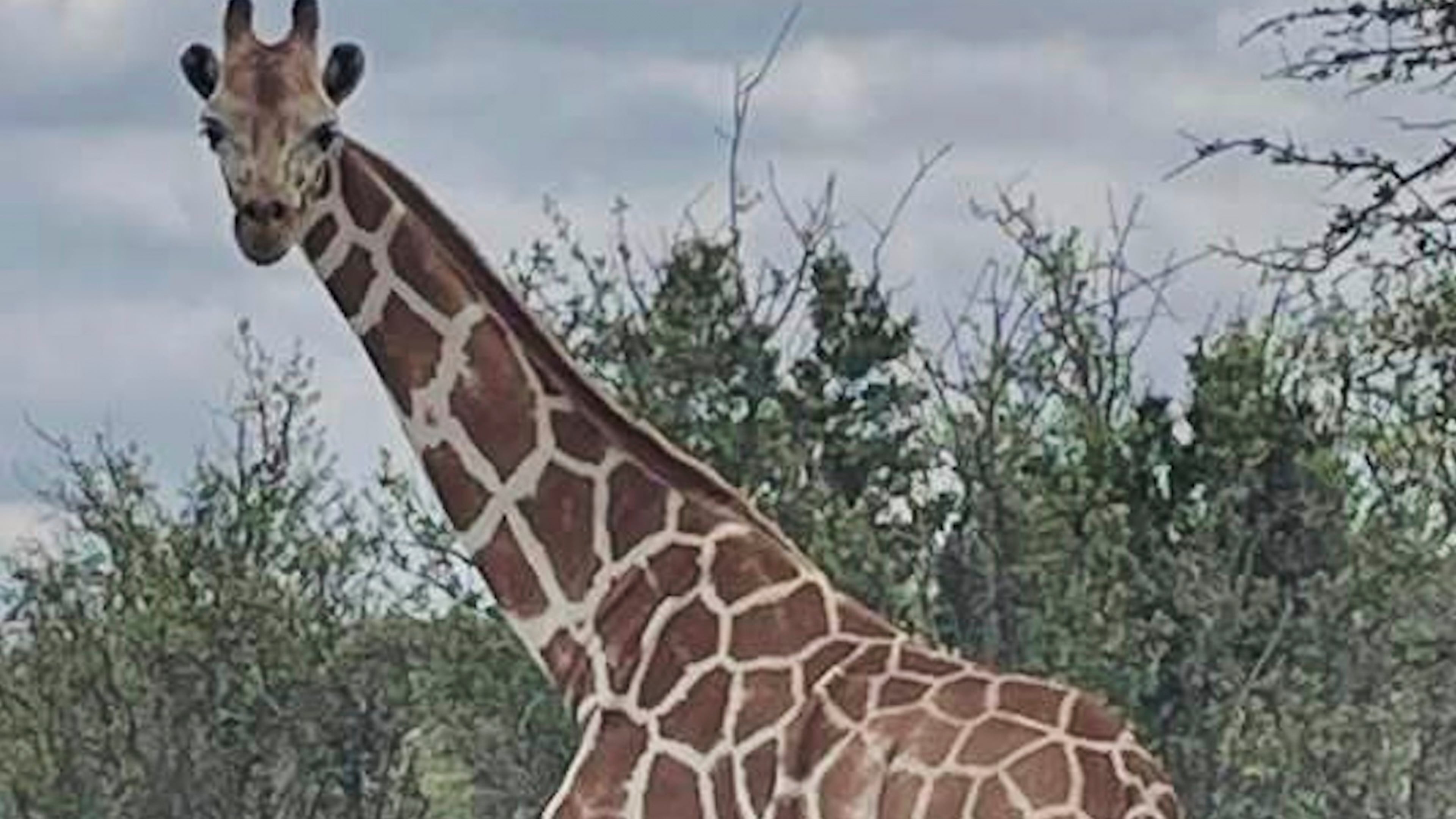 This undated image provided by Vic Jones shows Gracie, a giraffe whose owner says went missing in Texas, in Uvalde County, Texas. (Vic Jones via AP)