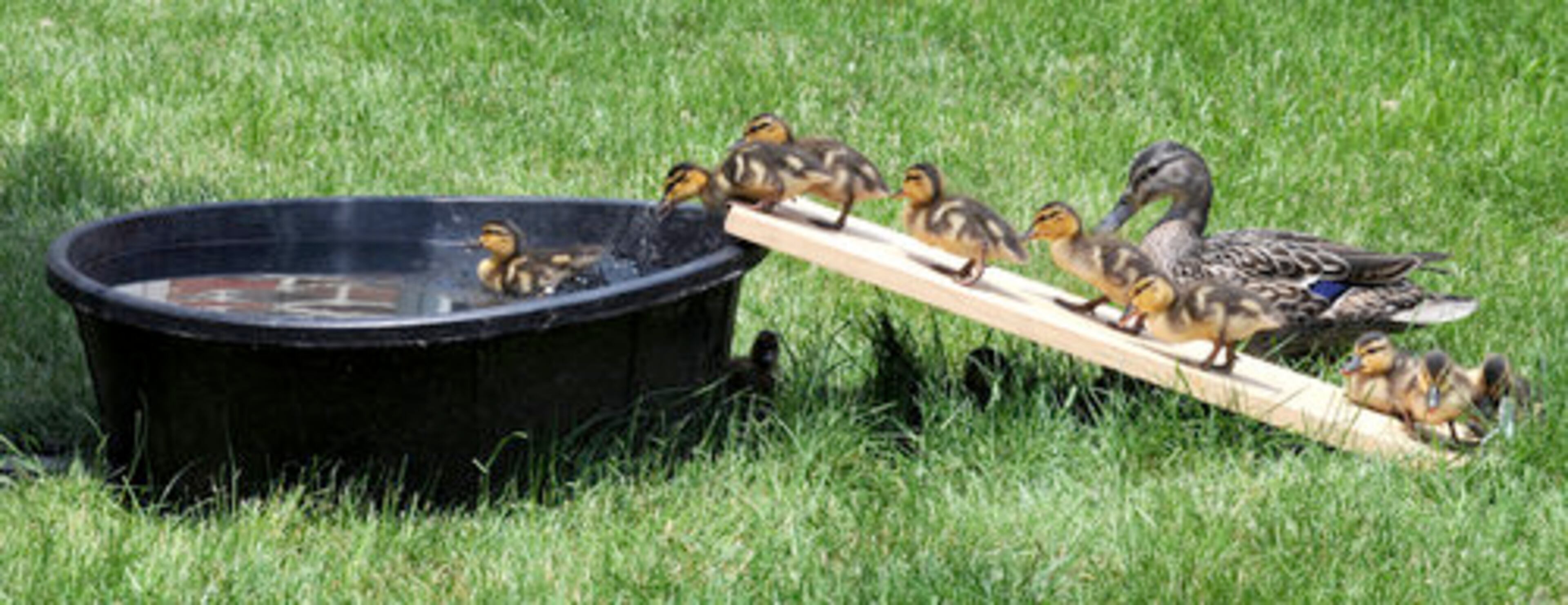 IF IT WALKS LIKE A DUCK--In this Wednesday, May 25, 2011 photo, baby ducklings climb up a board ramp to access their "pond" that was made for swimming in the inner courtyard of St. Anne's Retirement Community near Lancaster, Pa. The ducklings have been entertaining the residents of the retirement community with their antics.