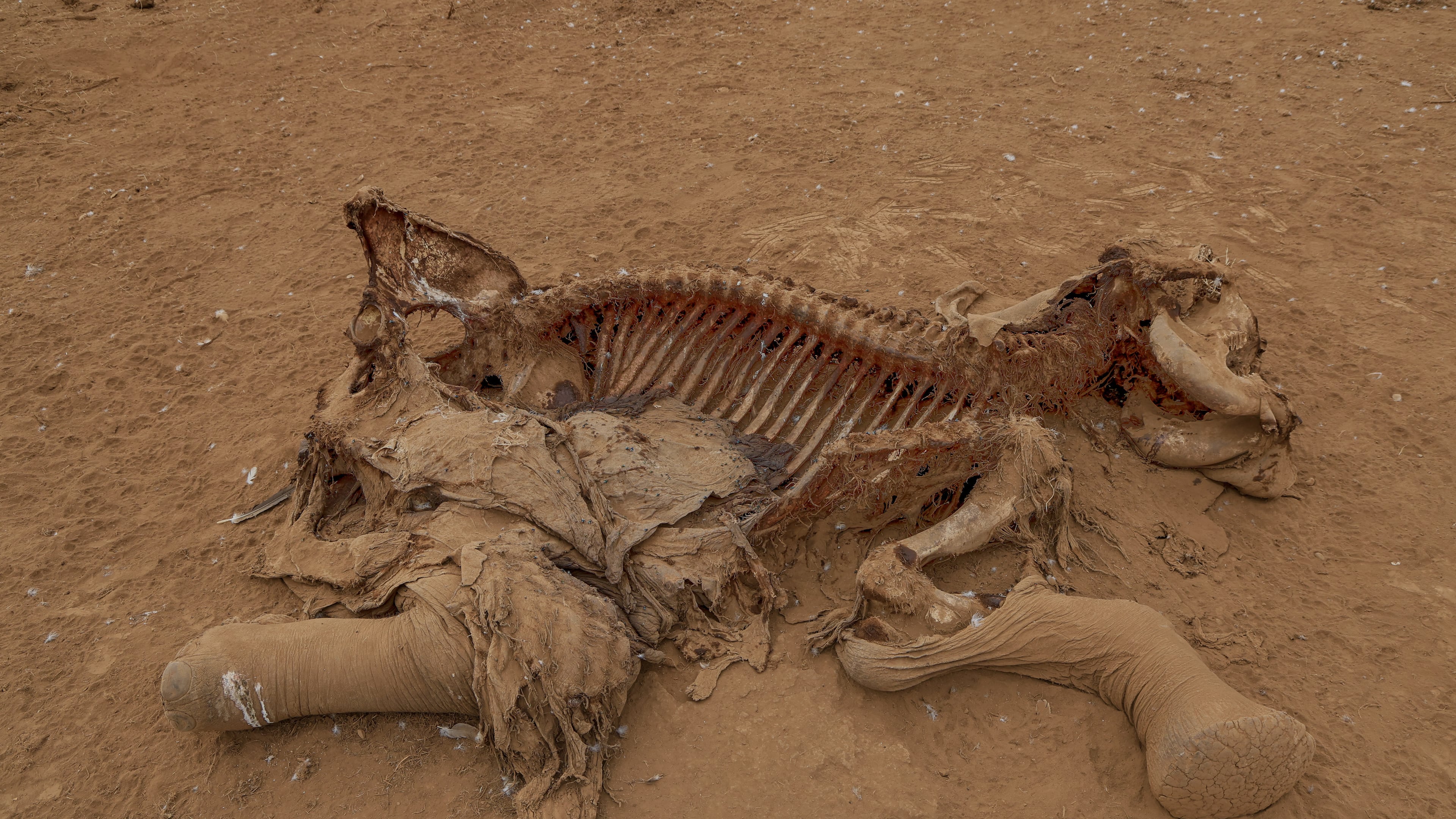 The carcass of an elephant suspected to have died from pesticide poisoning lies in the Kitenden village, on the outskirts of Amboseli National Park in Kajiado County, Kenya, Thursday, Aug. 6, 2026. (AP Photo/Andrew Kasuku)
