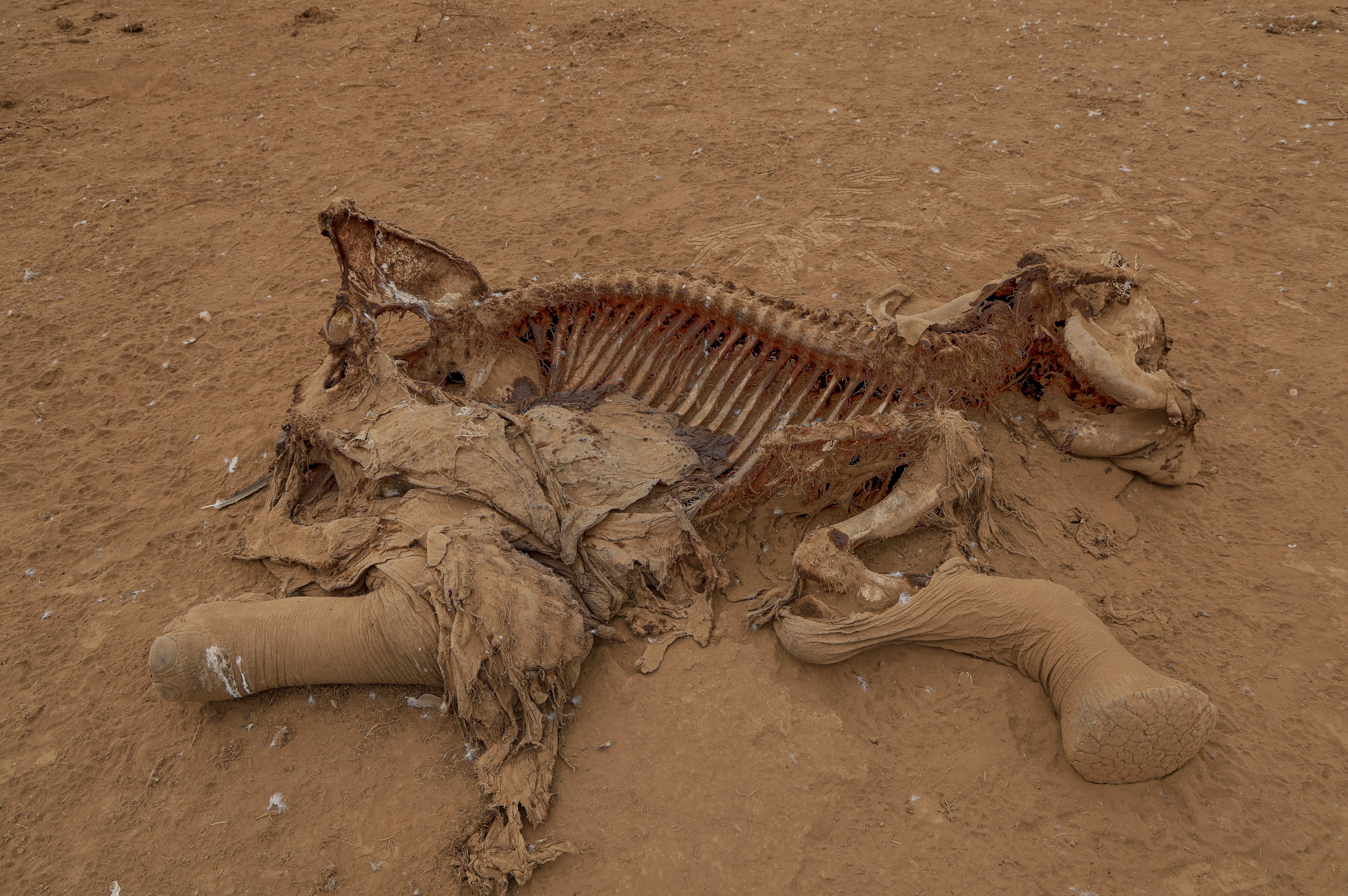 APTOPIX Kenya Dead Elephants