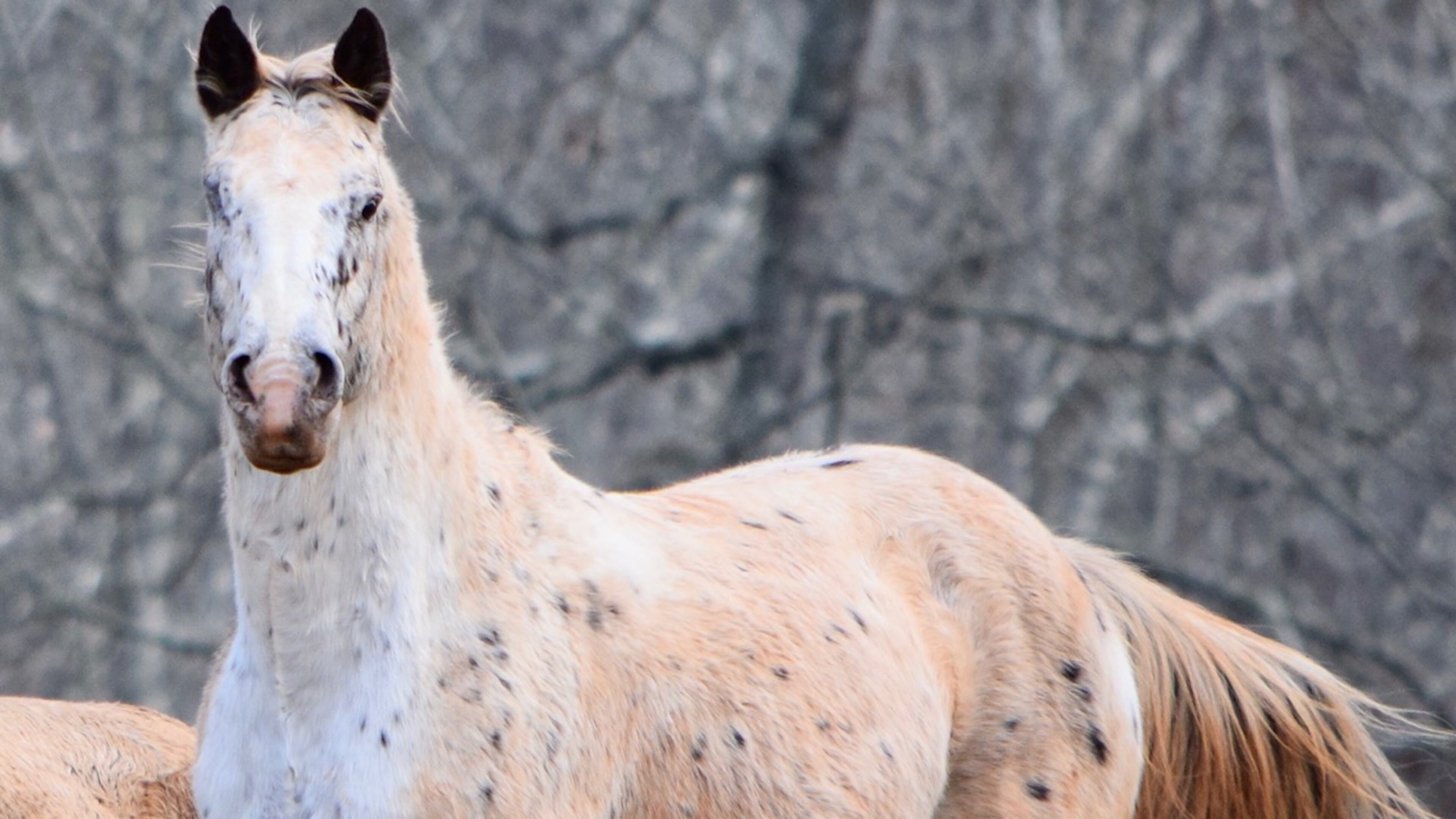 Believing in second chances, WarAngel Farms purchases horses and donkeys from auctions before they are transported out of the country for slaughter. Shown is Mystic that was rescued from the kill pen, and has neurological issues and seizures.