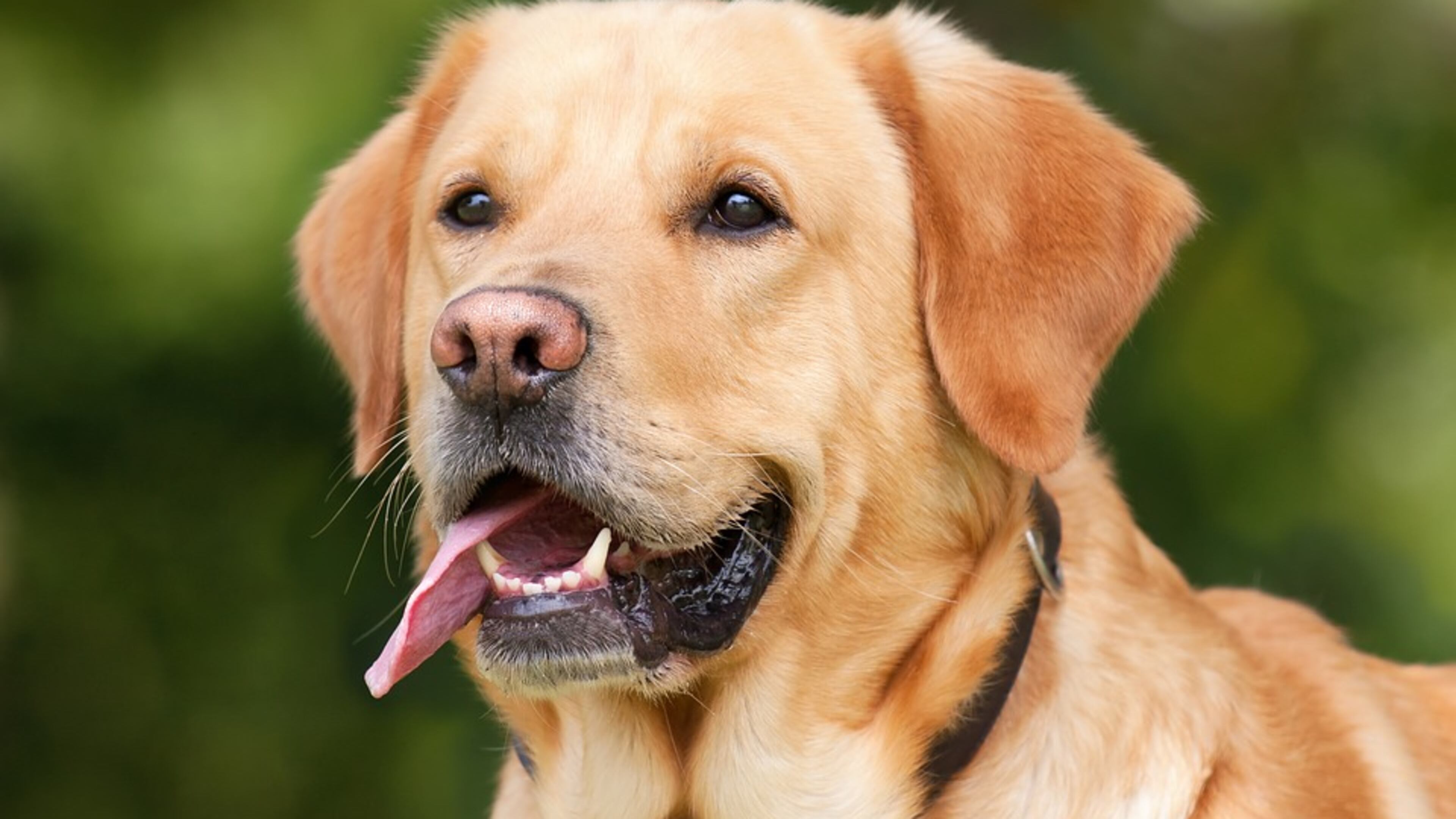 Gwinnett military, first responders, emergency personnel can adopt cats, dogs free during May. Courtesy Gwinnett County