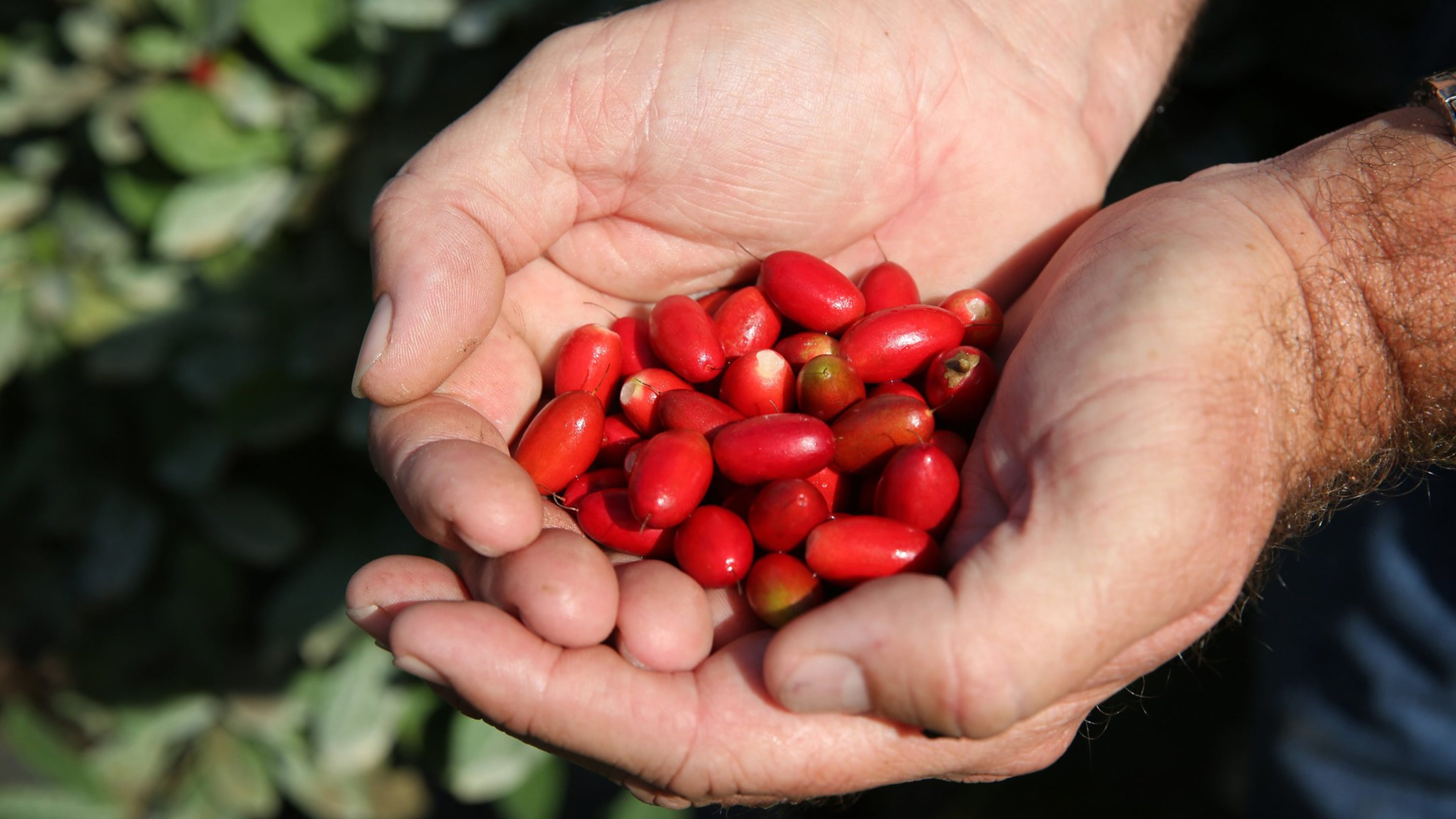 Erik Tietig holds a handful of Miracle Fruit at the farm he and his brother, Kris started in 2012. Emily Michot/Miami Herald/TNS