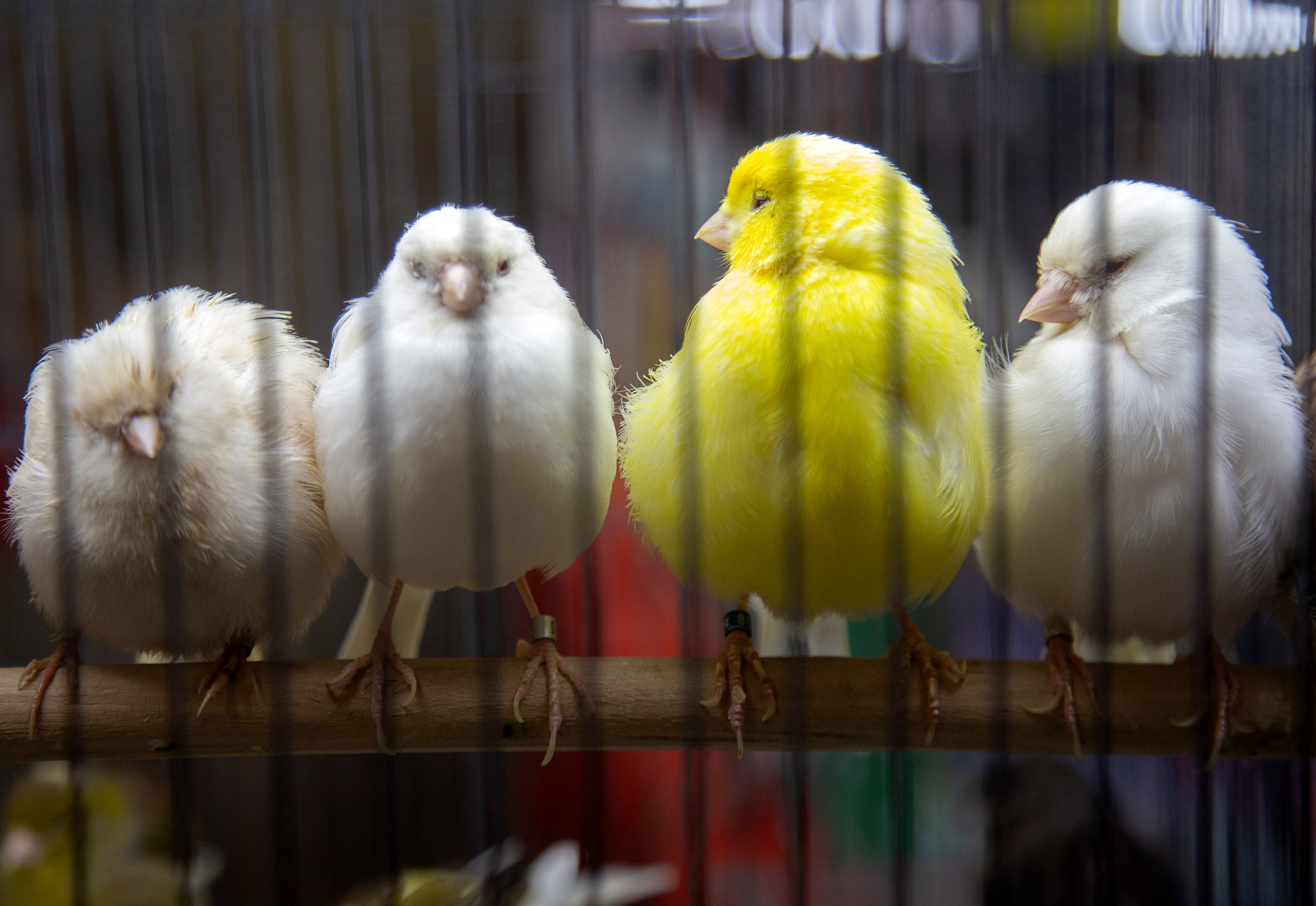 Birds for sale sit on their perch during the Southeast Exotic Bird Fair at the Gwinnett County Fairgrounds on Sunday, July 7, 2019. STEVE SCHAEFER / SPECIAL TO THE AJC