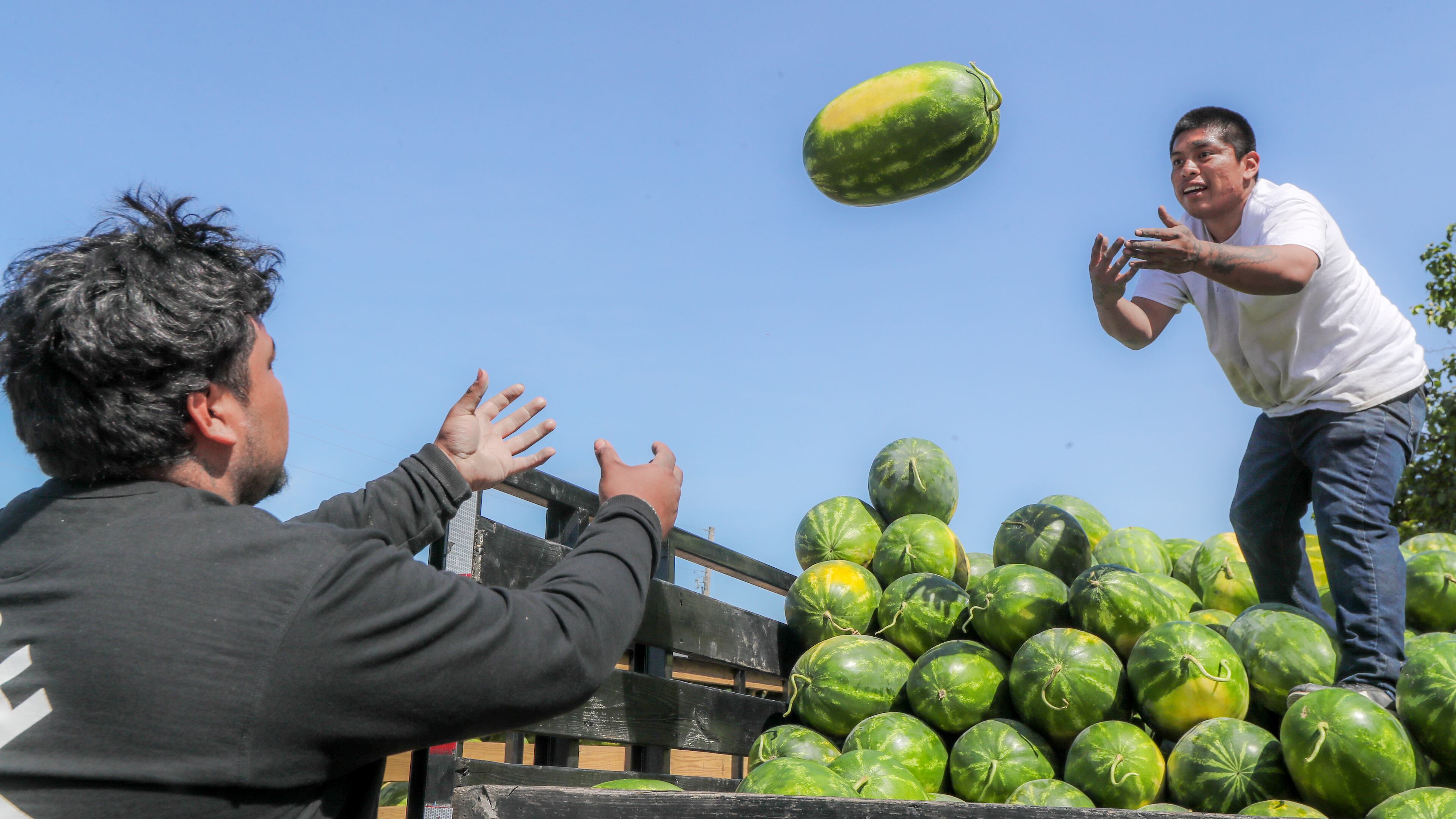 Daniel Valle, left, and Jorge Aguilar of PM Produce unload watermelons at the Atlanta State Farmers Market in Forest Park . This year Georgia voters will select the state's next agriculture commissioner, who oversees a department with responsibilities that include enforcing food safety regulations, marketing Georgia crops, and verifying the quality and quantity of motor fuels sold at pumps. (John Spink / John.Spink@ajc.com)