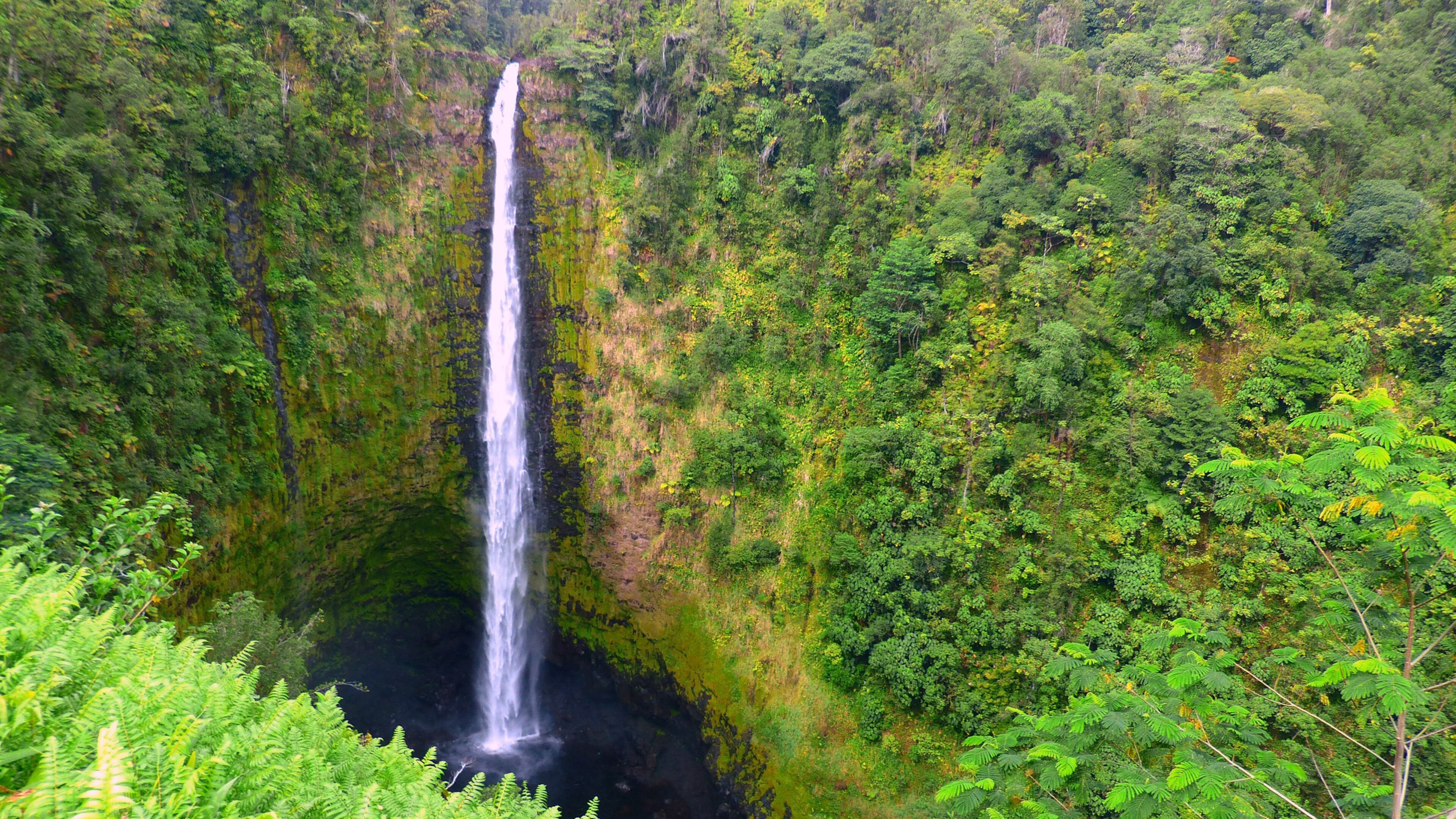Dropping 442 feet, the Big Island’s Akaka Falls is more than double the height of Niagara Falls. (Brian J. Cantwell/Seattle Times/TNS)
