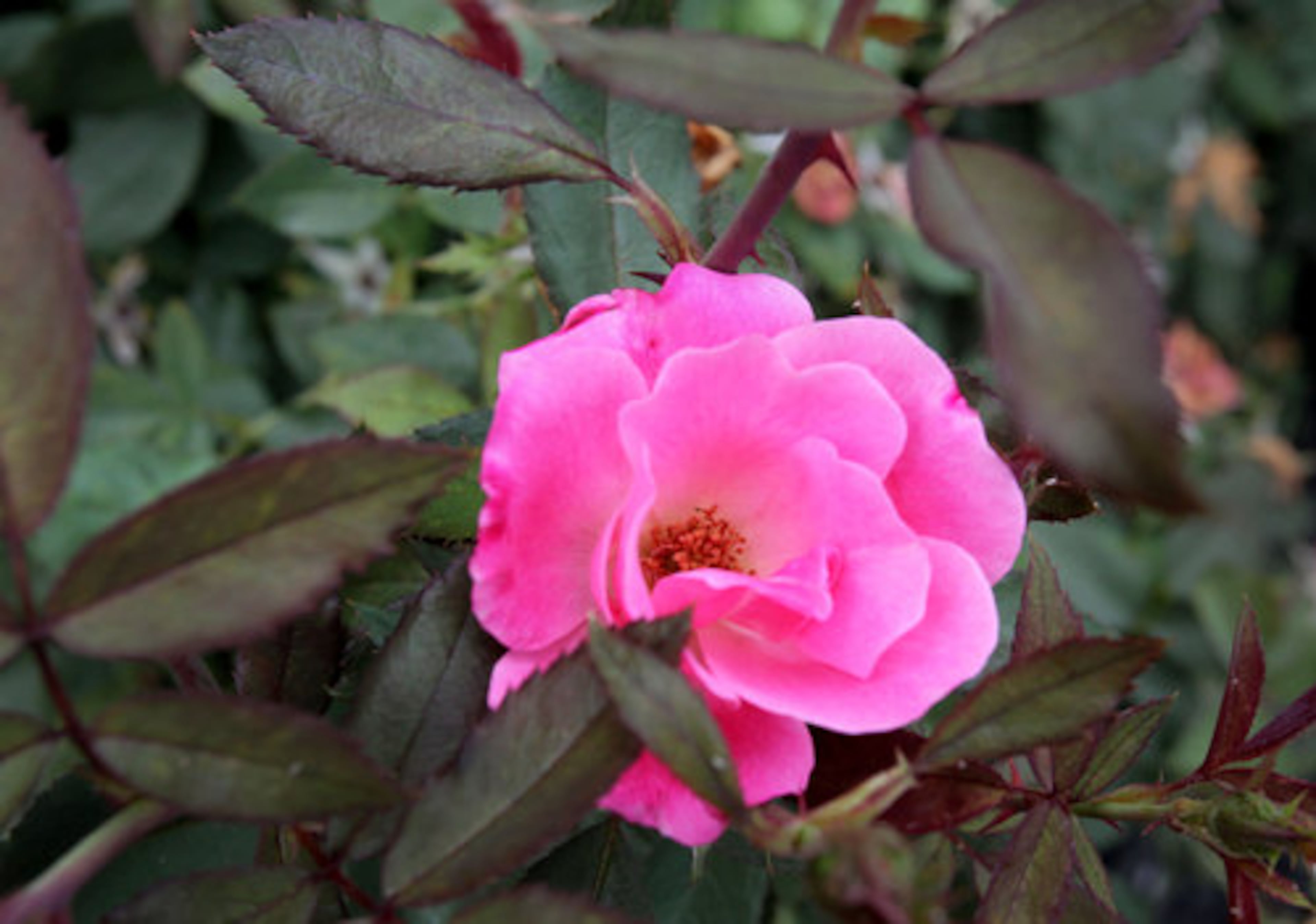 A knockout rose is one of several varieties of flowers used in the garden. To fund the project, students raised $3,000 and parents and teachers contributed a few thousand dollars. Lowe's corporate office contributed $3,500 and local suppliers, such as Cornerstone Wall Systems, gave discounts on materials.