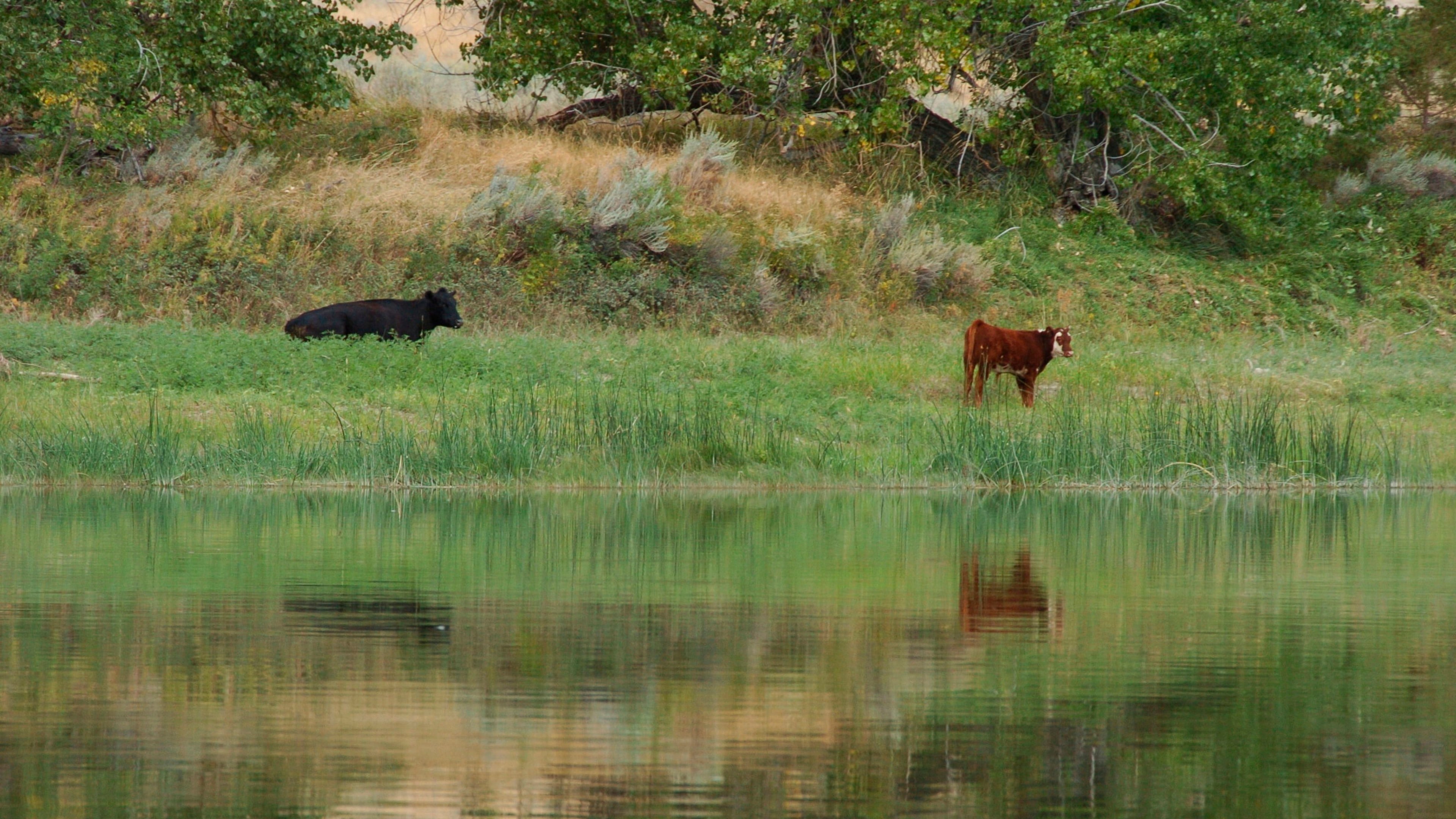 FILE - Cows graze along a section of the Missouri River that includes the Upper Missouri River Breaks National Monument on Sept. 19, 2011, near Fort Benton, Mont. (AP Photo/Matthew Brown, File)