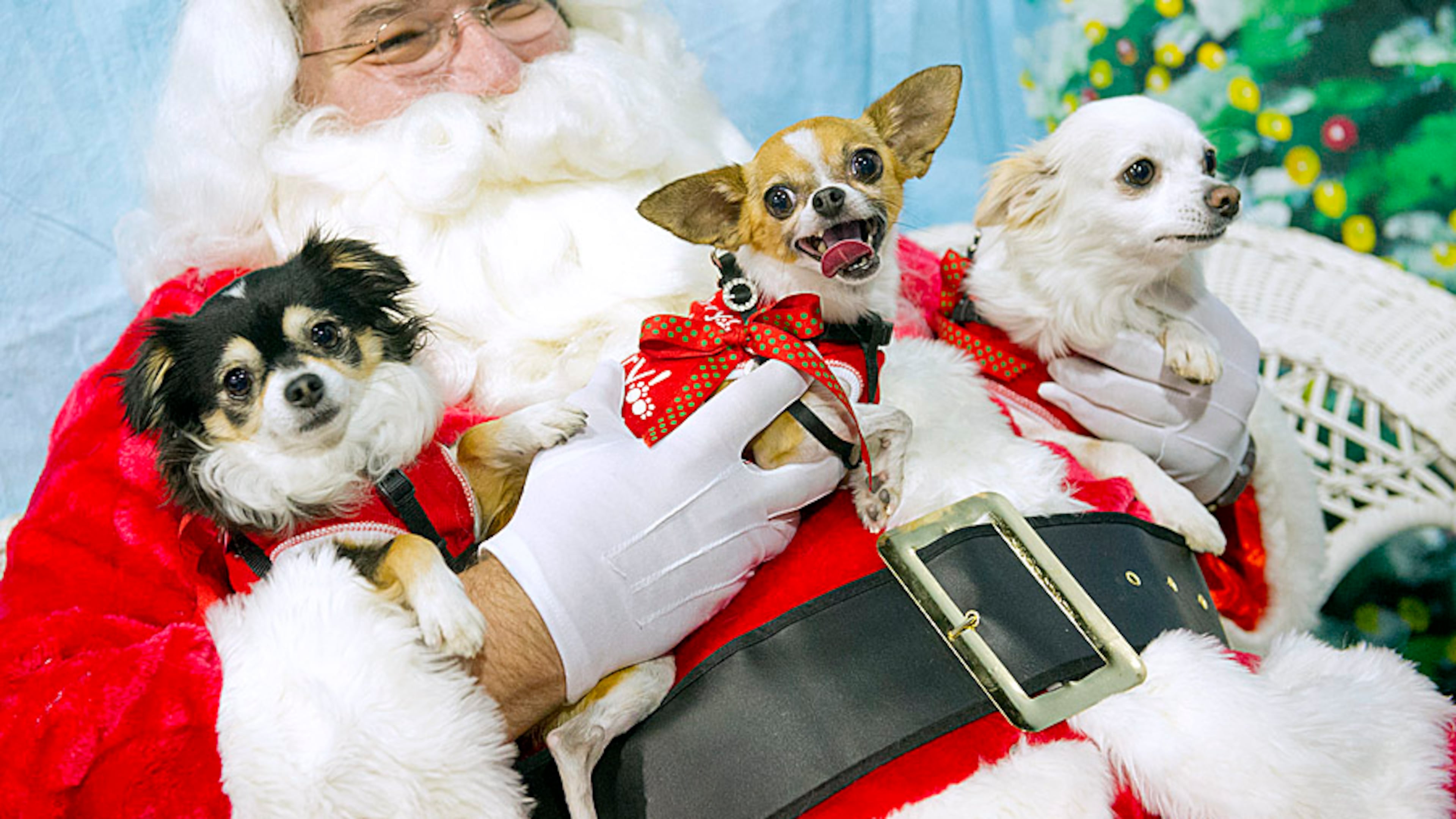 Bella (left), Beasley and Birdee Bast have their photo taken with Santa Claus at the Gwinnett Humane Society in Snellville on Sunday, November 25, 2012. The Gwinnett Humane Society has been offering photos with Santa for the past 20 years and donations from the sessions helps place dogs and cats in good homes.