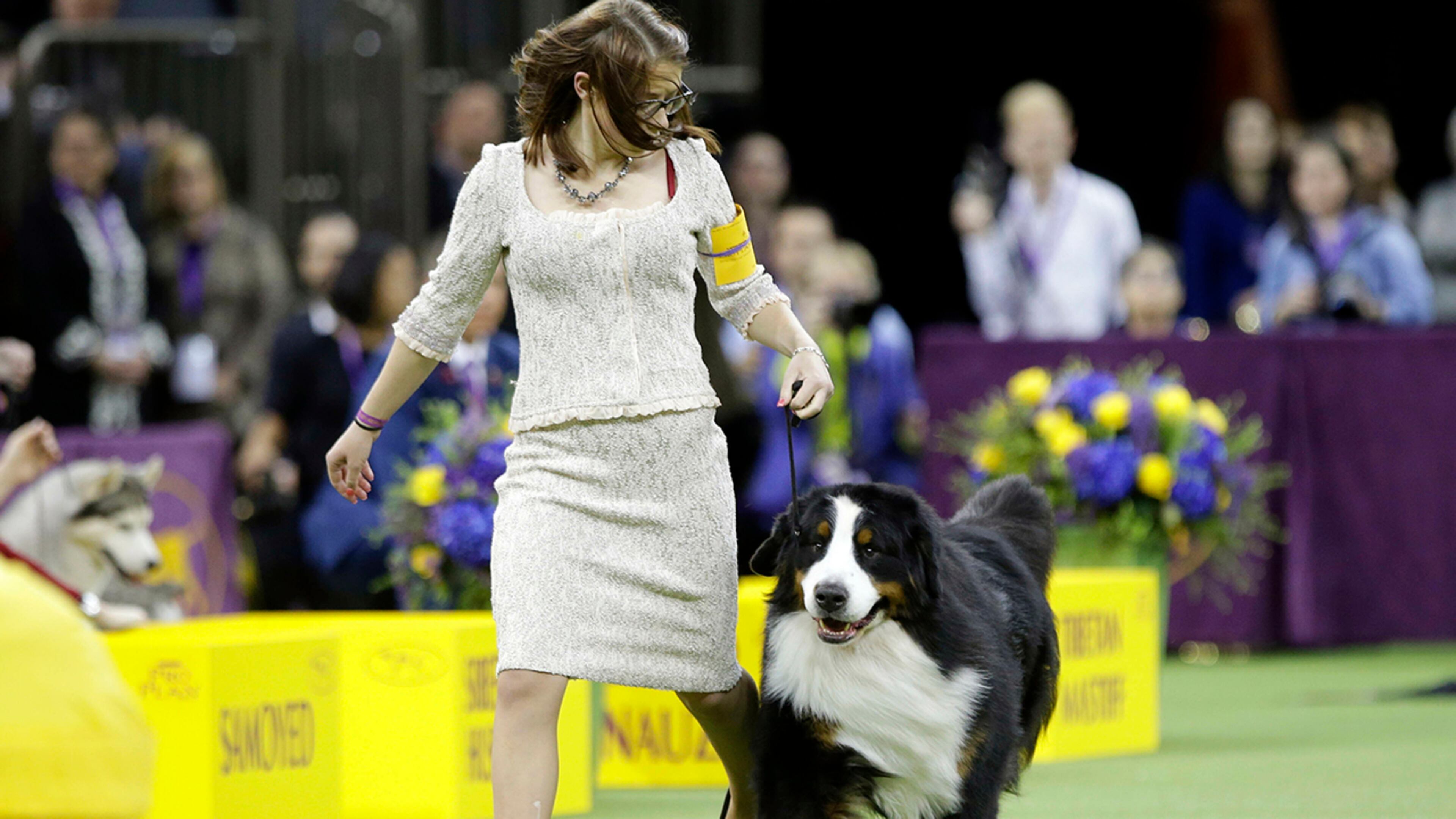 A Bernese Mountain Dog competes with the working group at the 143rd Westminster Kennel Club Dog Show Tuesday, Feb. 12, 2019, in New York. Wilma, a boxer, won the working group. (AP Photo/Frank Franklin II)