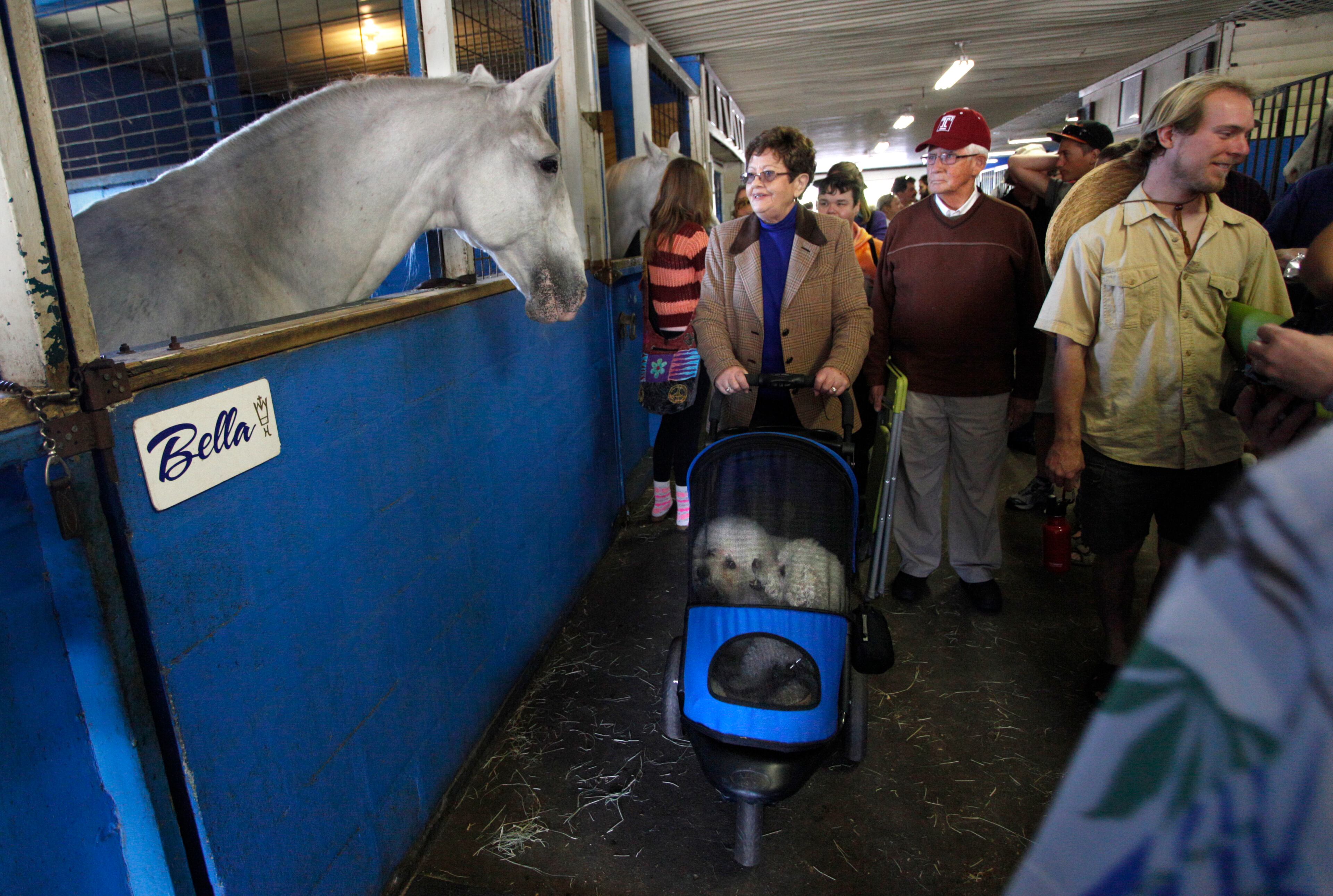 After the Royal Lipizzaner Stallions rehearsal show, Bella greets visitors in the stables where they can pet the horses and feed them carrots. Herrmanns' Royal Lipizzaner Stallions in Myakka City, FL Photo by Lara Cerri March 16, 2013
