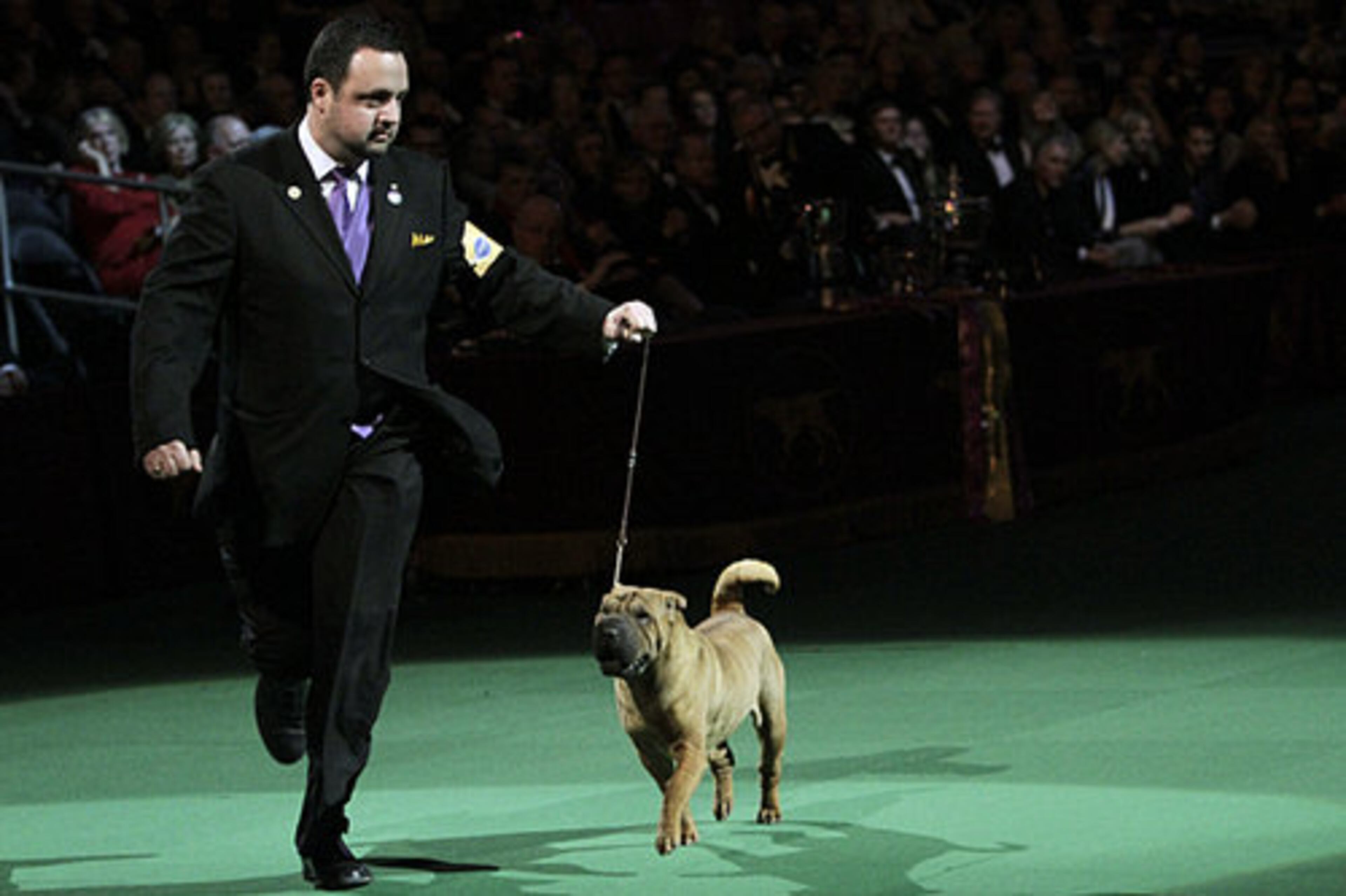 Chinese shar-pei Jayne competes in the ring.