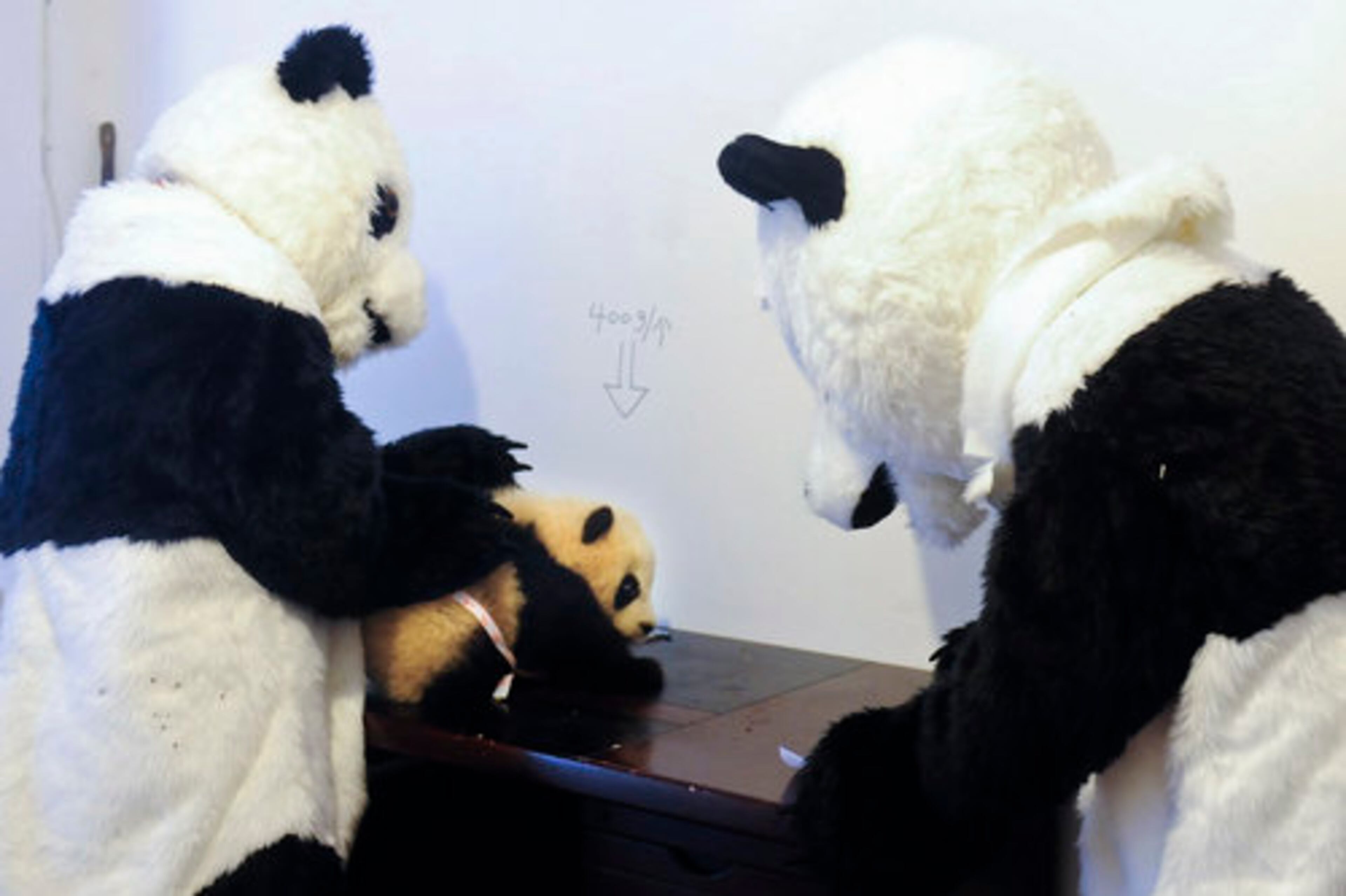 A four-month-old panda, center, is examined before it is released into the wild by panda researchers who dressed up as a giant panda to prevent the panda cub from seeing human shape at Wolong Giant Panda Reserve Centre in Wolong, in southwest China's Sichuan province. Panda researchers in the province are working to reintroduce giant pandas into the wild within 15 years, after successfully breeding them in captivity.