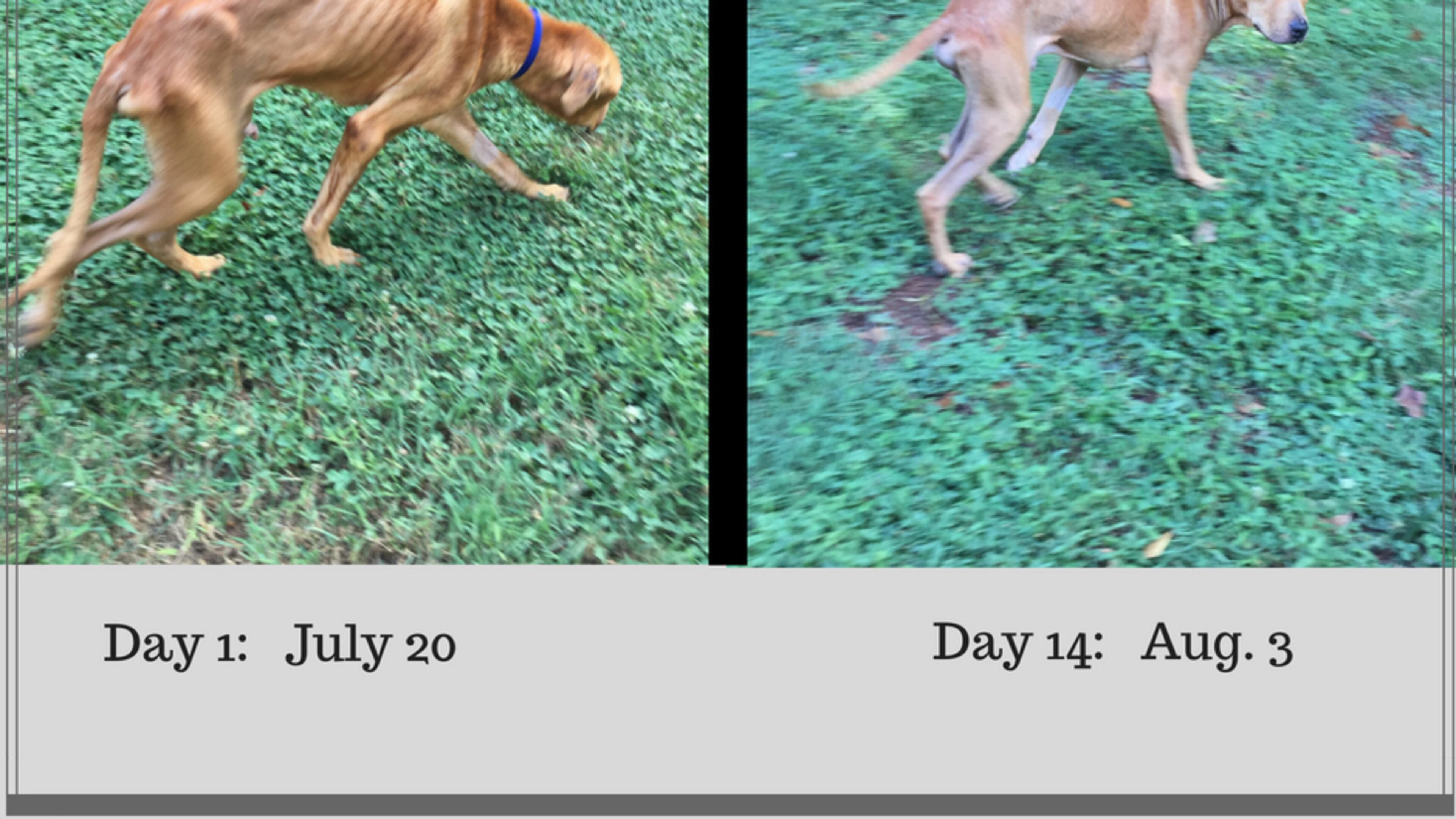 Pictures of Benjamin, the 10-month old dog who was tossed in a parking lot and abanddoned, on his first day under the care of Deb Hammacher and his 14th day.