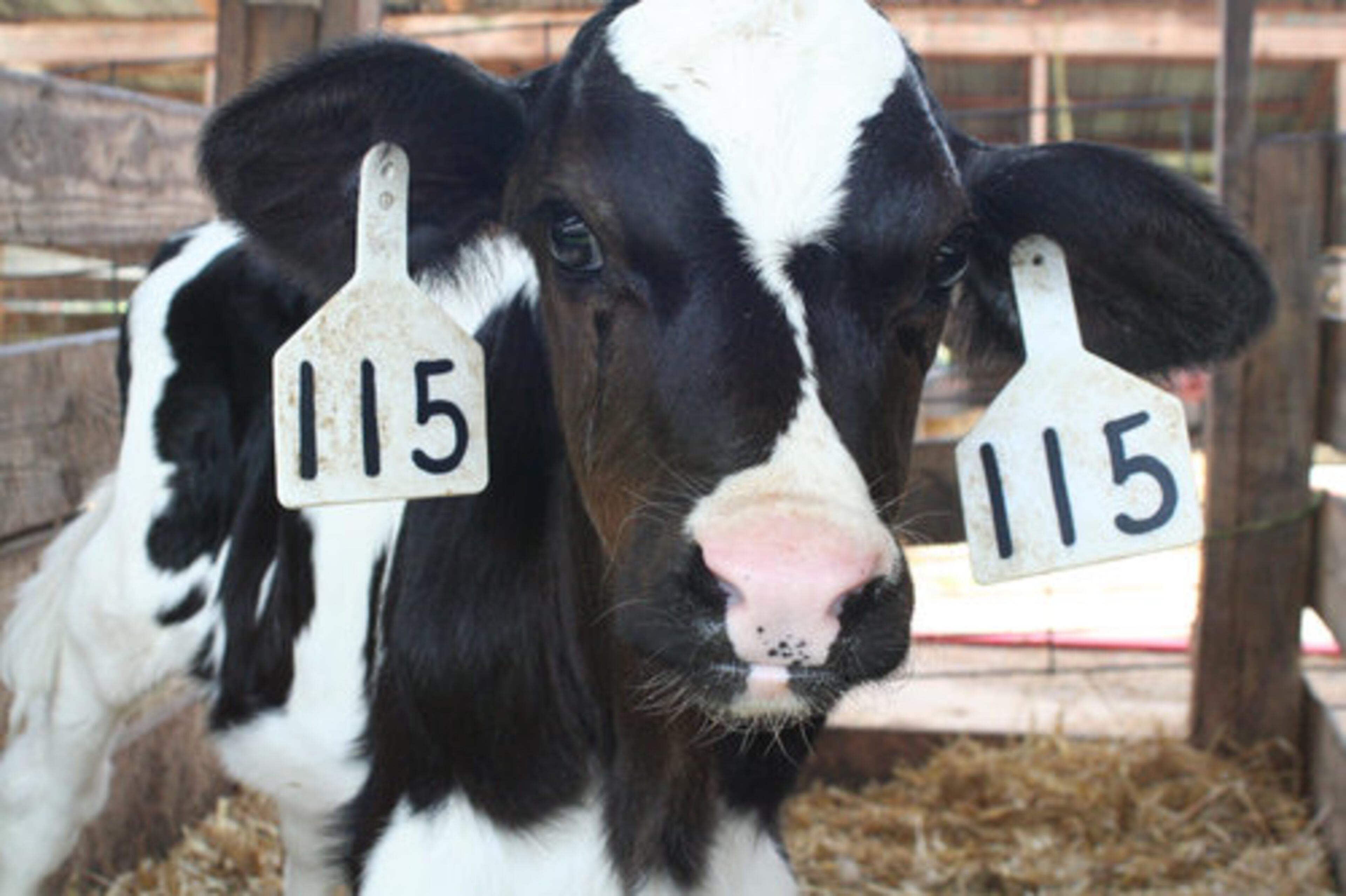 The Sweetwater Valley Farm's cheddar is made from milk from their 700-plus cows. In season, calves fill the pens, gazing curiously at visitors on the farm's tour. Daily tours are free. So are cheese samples which range from smooth mild cheddar to tart reserve aged cheddar.