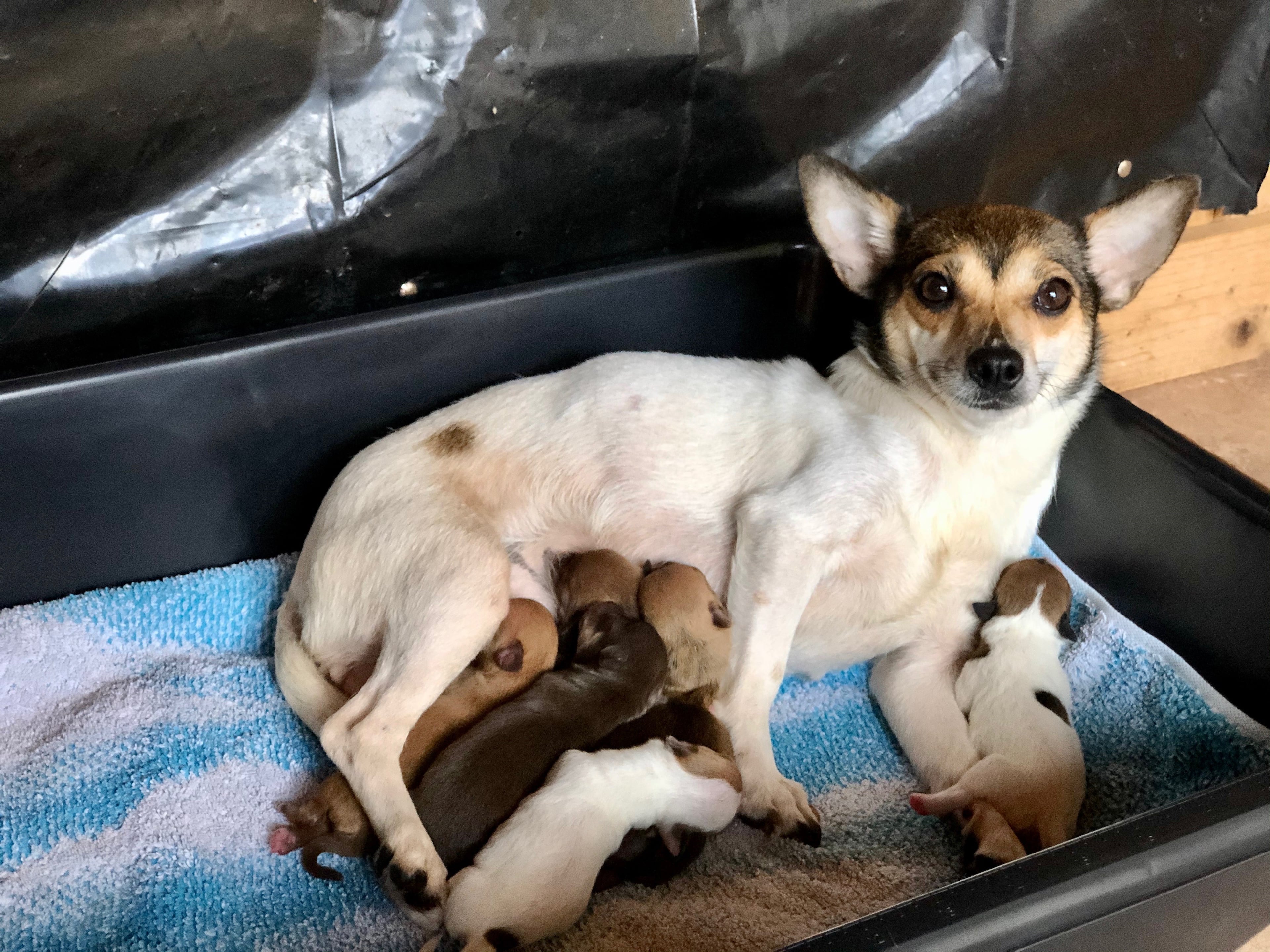 Dogs have continued to have litters of puppies in the care of Noah's Ark, underscoring the importance of having them all spayed or neutered.