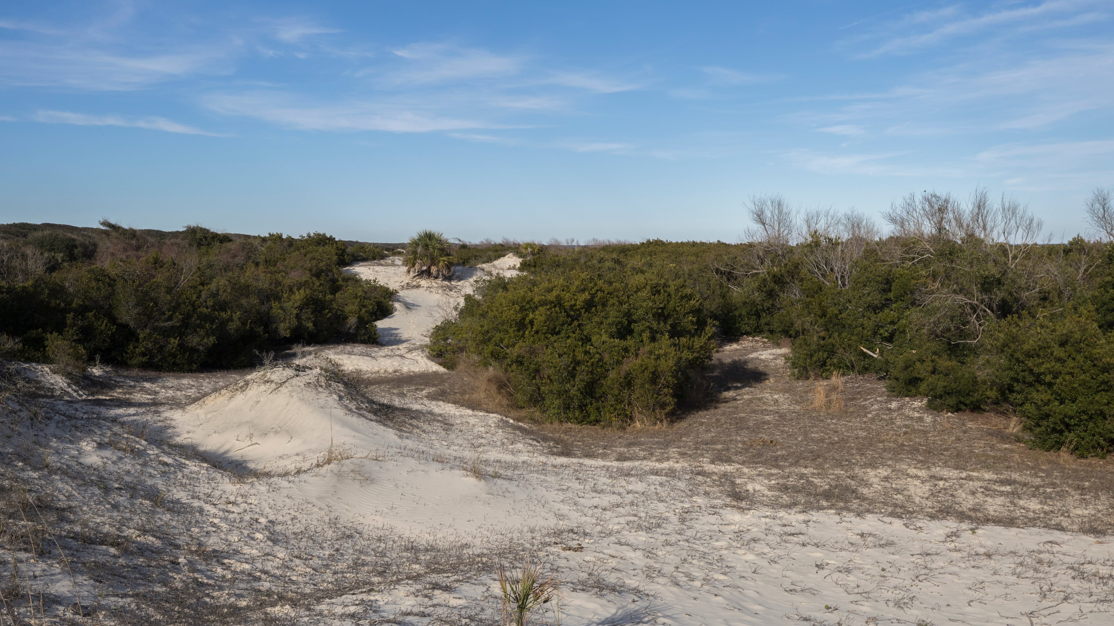 Rolling sand dunes protect the maritime forest from the Atlantic ocean in Cumberland Island. (Stephen B. Morton/AJC 2022)