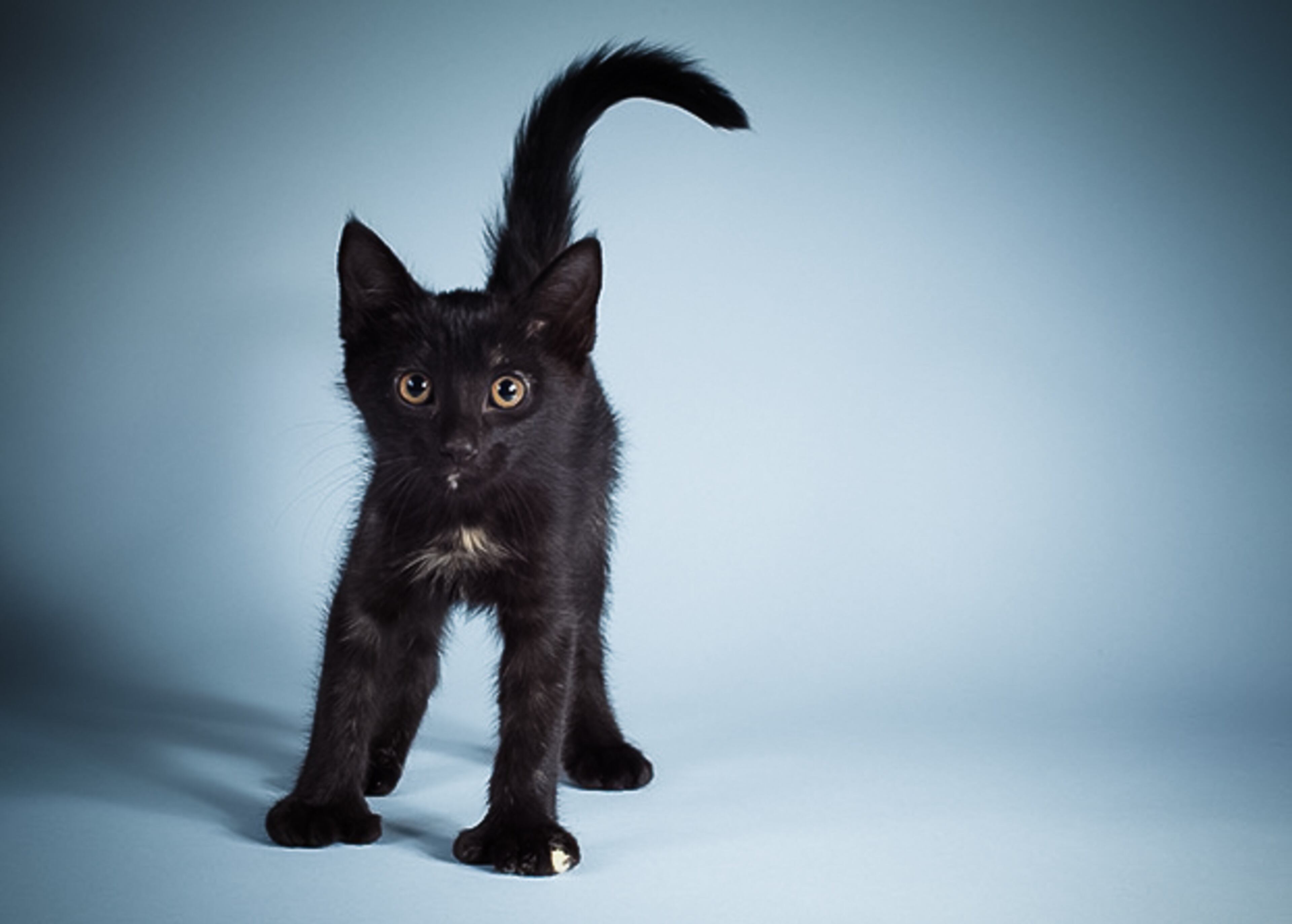 Chris, female, 3 months. Fun fact: Loves Monopoly, but hates Scrabble.