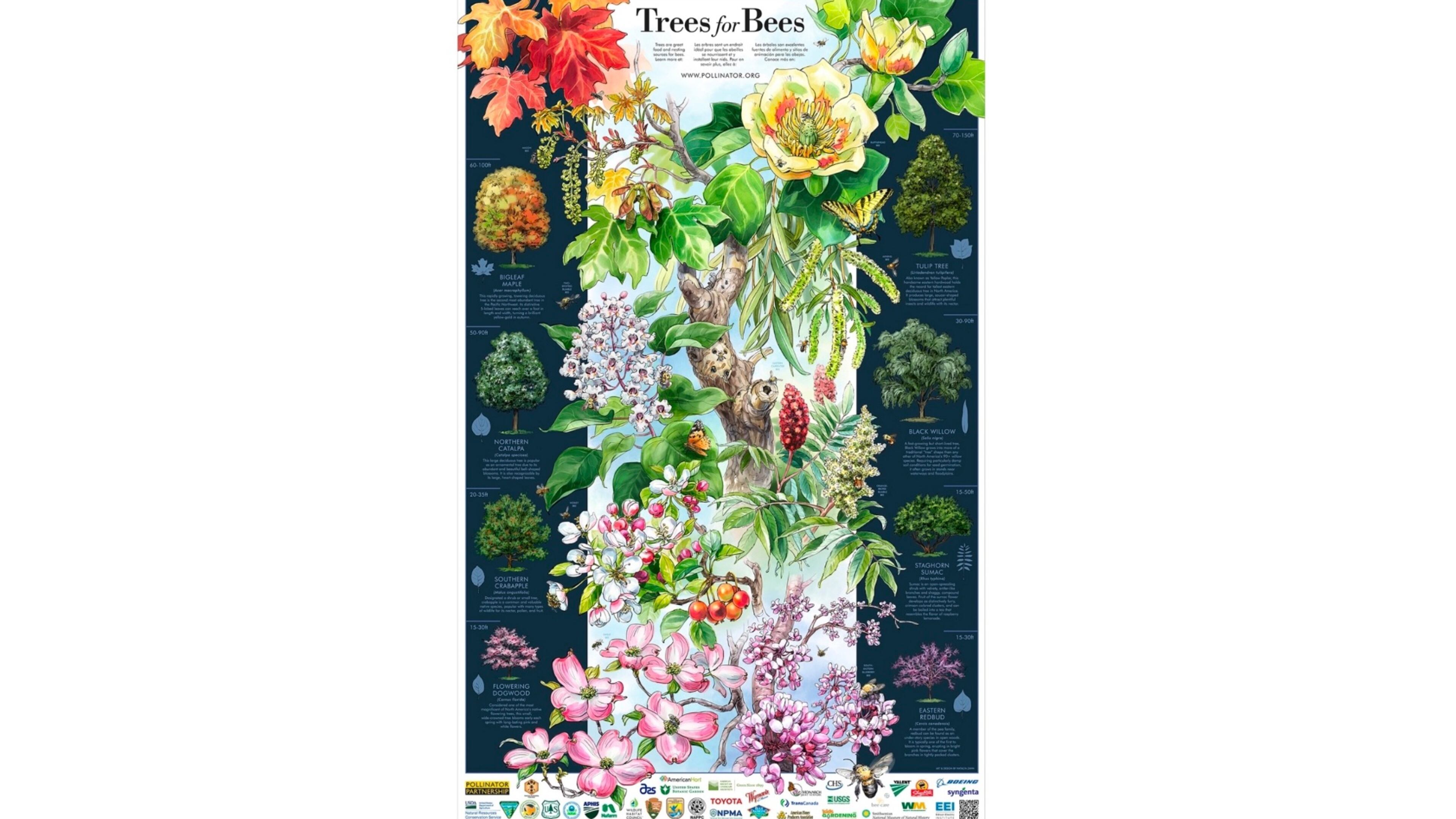 Sandy Springs recently updated the city's Recommended Tree Species List and created a Supported Wildlife Score using information like this about Trees from Bees from Pollinatior.org. COURTESY CITY OF SANDY SPRINGS